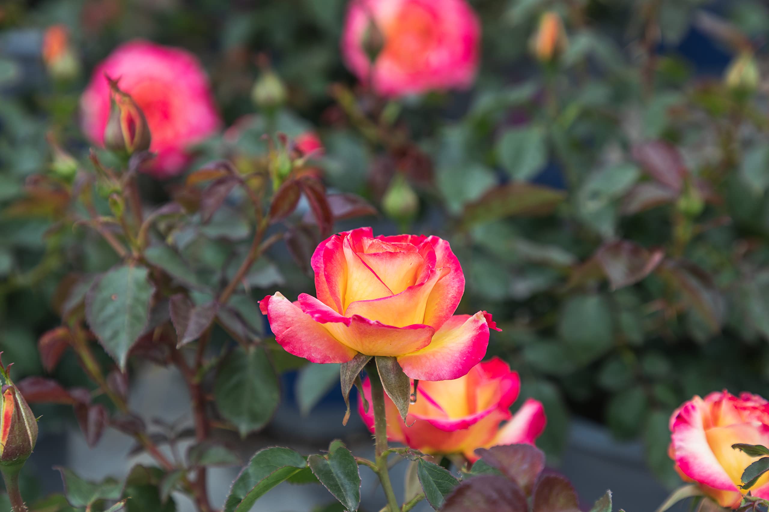 Fresh Pink & Yellow Roses for Delivery - Live Rose Bush Plants, Potted Outdoor Rose Plants | Perfect Plant Lover Gifts & Home Garden Decor | Ideal for Birthdays, Anniversaries & Valentine's Day