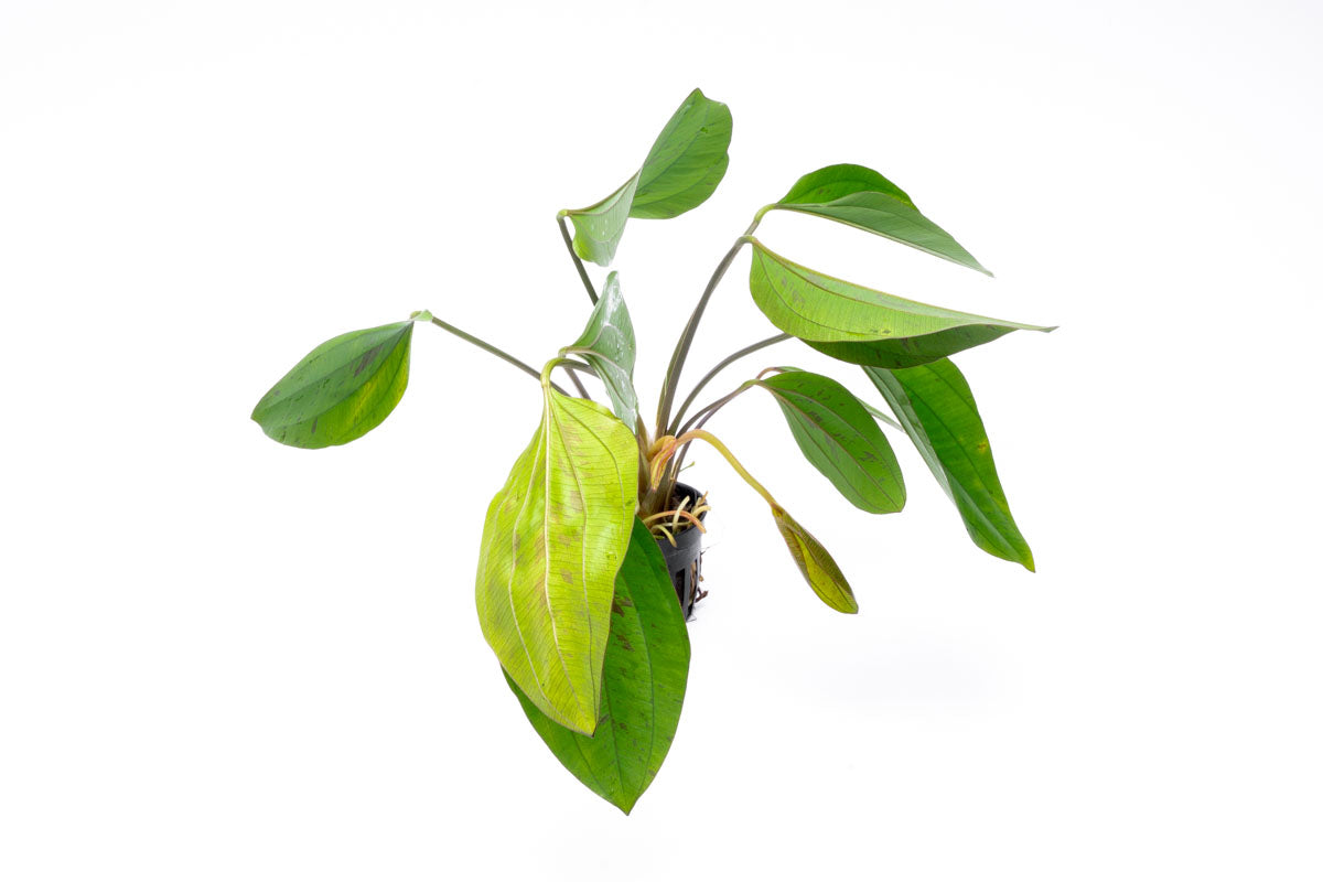 Echinodorus Cordifolius Hybrid - Live Aquatic Plant for Aquariums & Ponds | Easy Care Freshwater Plant for Fish Tanks, Water Gardens & Aquatic Landscaping