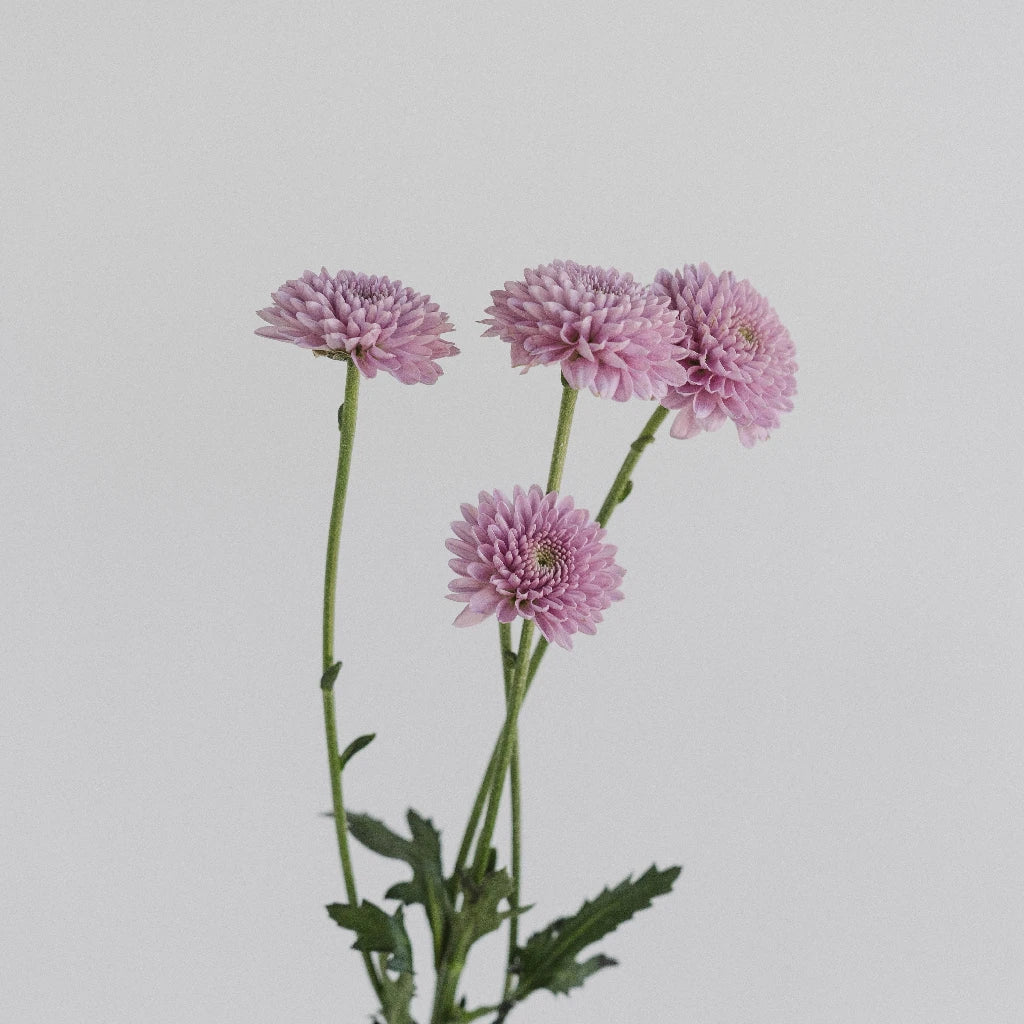 Bashful Becky Button Flower - Cute Floral Hair Clip for Girls, Women | Perfect for Weddings, Parties & Everyday Wear