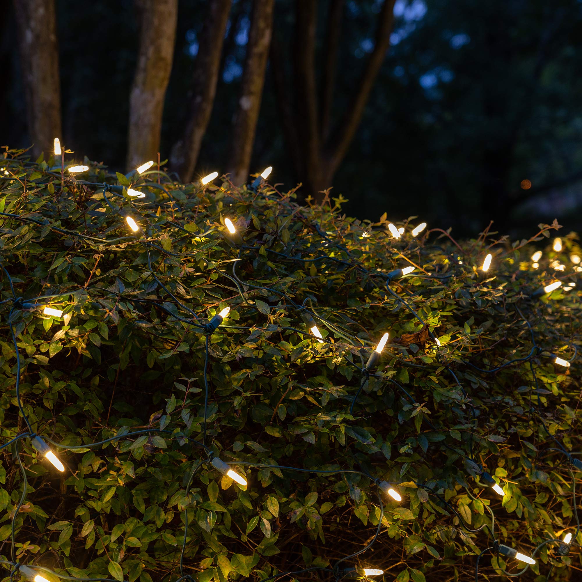 100 Warm White LED Christmas Net Lights - 4x6 ft Green Wire Wintergreen Lighting Set for Outdoor Holiday Decorations (M5 Lights, Indoor/Outdoor Use) | Perfect for Trees, Bushes, and House Facades