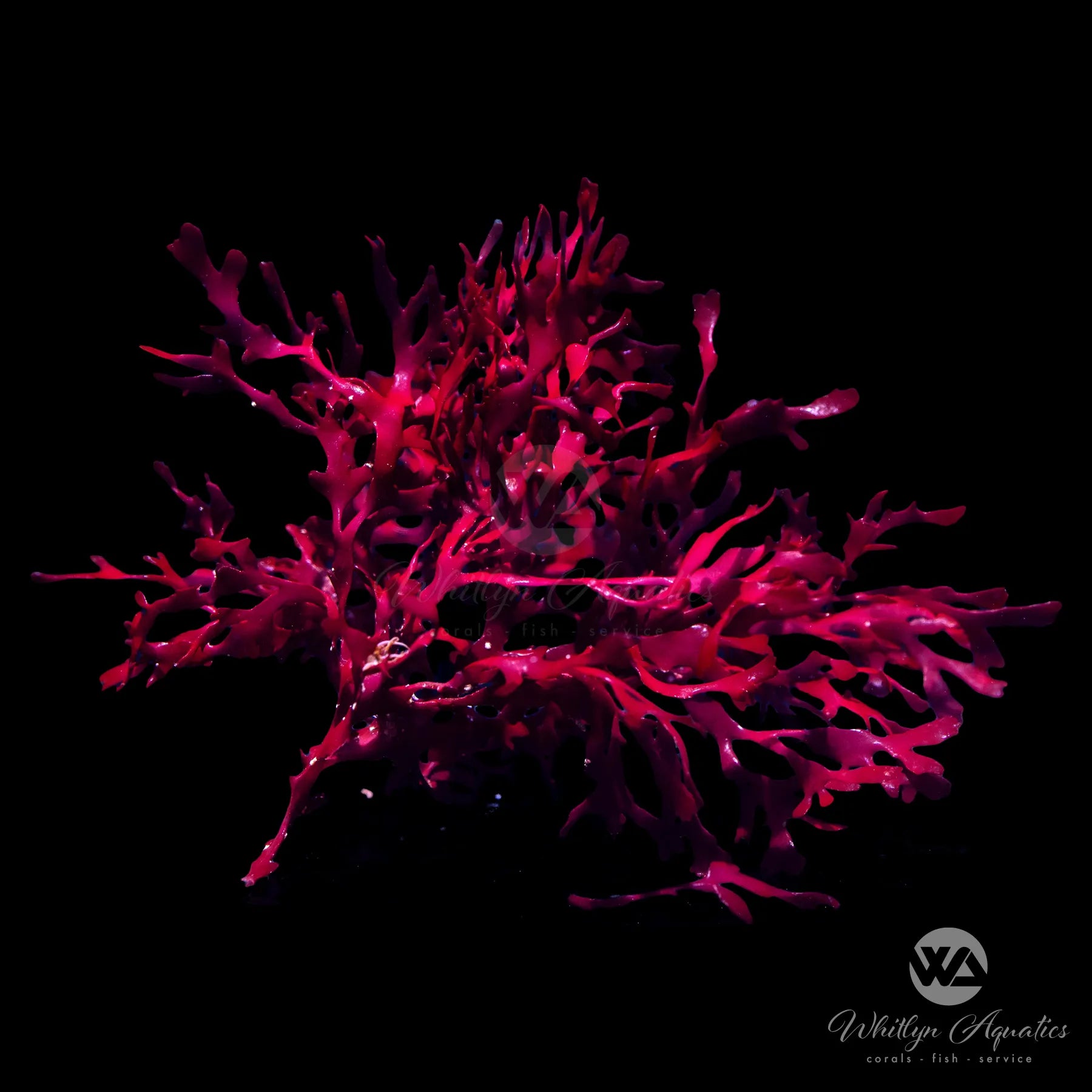 Premium Red Pom Pom Gracilaria Macroalgae for Saltwater Aquariums - Natural Coral Food & Reef Tank Decoration - Perfect for Marine Fish, Shrimp, and Coral Health