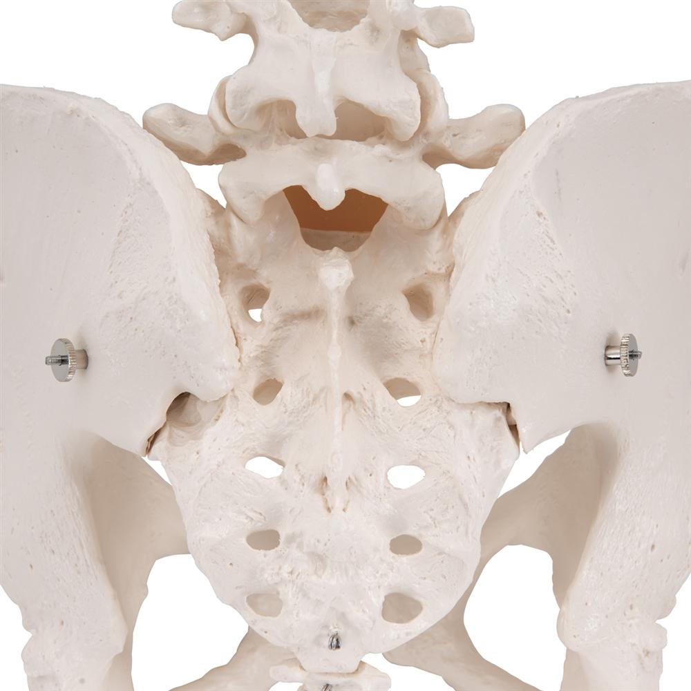 Female Pelvic Skeleton Model - Anatomically Accurate Human Pelvis Bone Structure for Medical Students, Doctors & Physical Therapists - Perfect for Anatomy Study, Patient Education & Medical Office Display