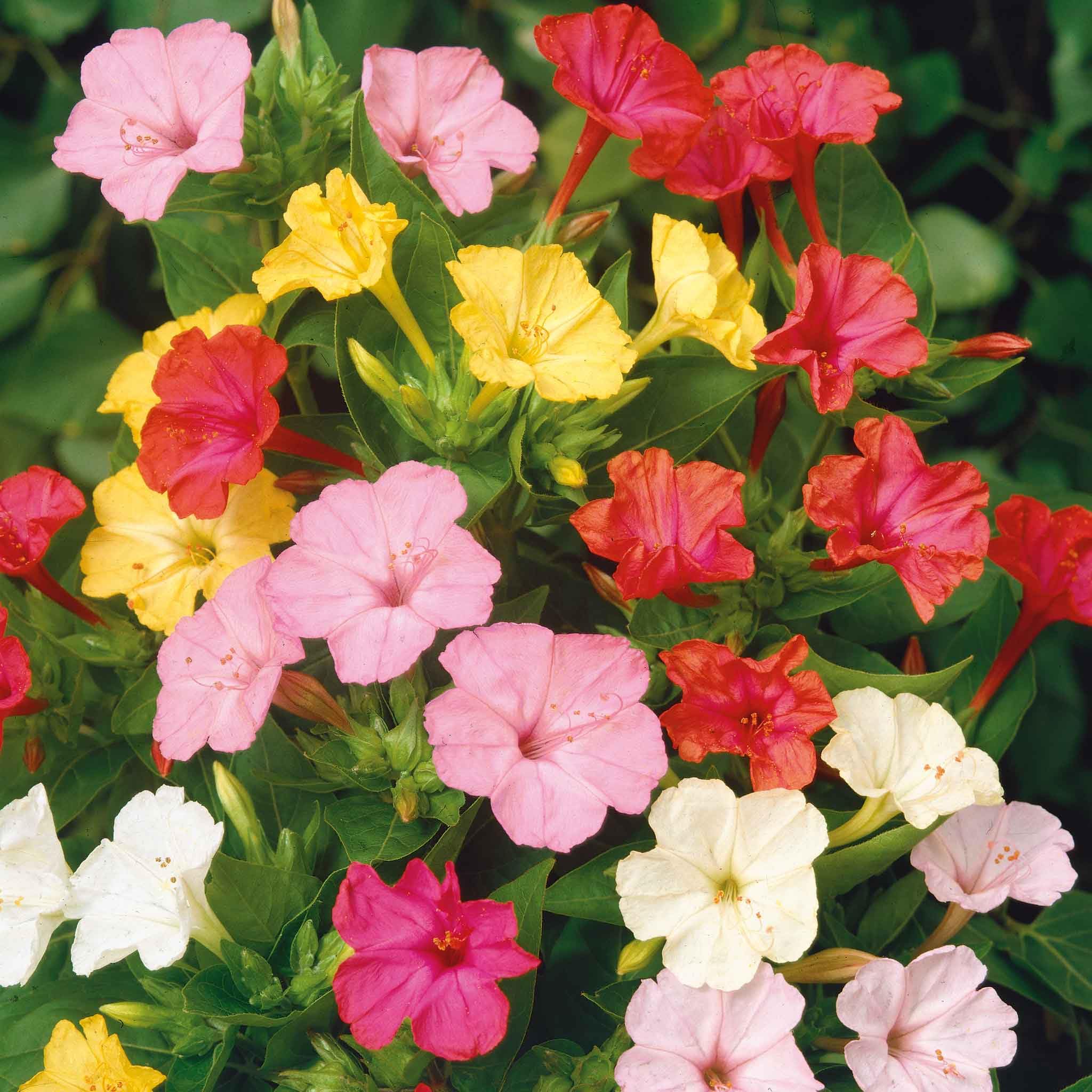 Four O'Clock Flower Seeds - 5lb Bulk Mixed Colors (Pink/Purple/Red) - Heirloom, Open Pollinated Non-GMO Seeds for Bees, Butterflies & Hummingbirds - Perfect for Pollinator Gardens, Landscaping & Backyard Planting