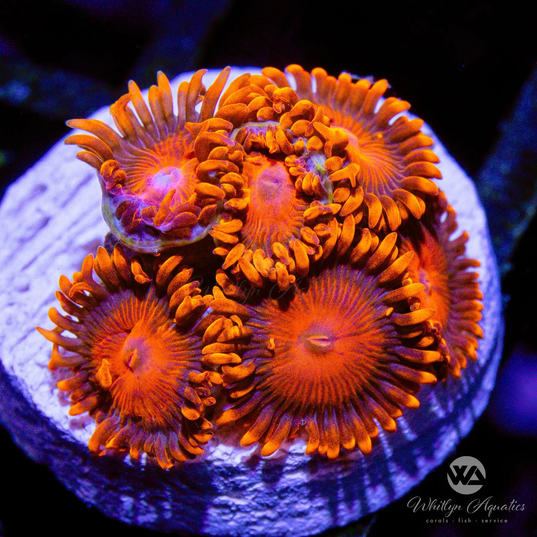 D27 Bam Bam Zoa WYSIWYG Coral Frag for Saltwater Aquariums - Perfect for Reef Tanks, Nano Tanks & Coral Propagation