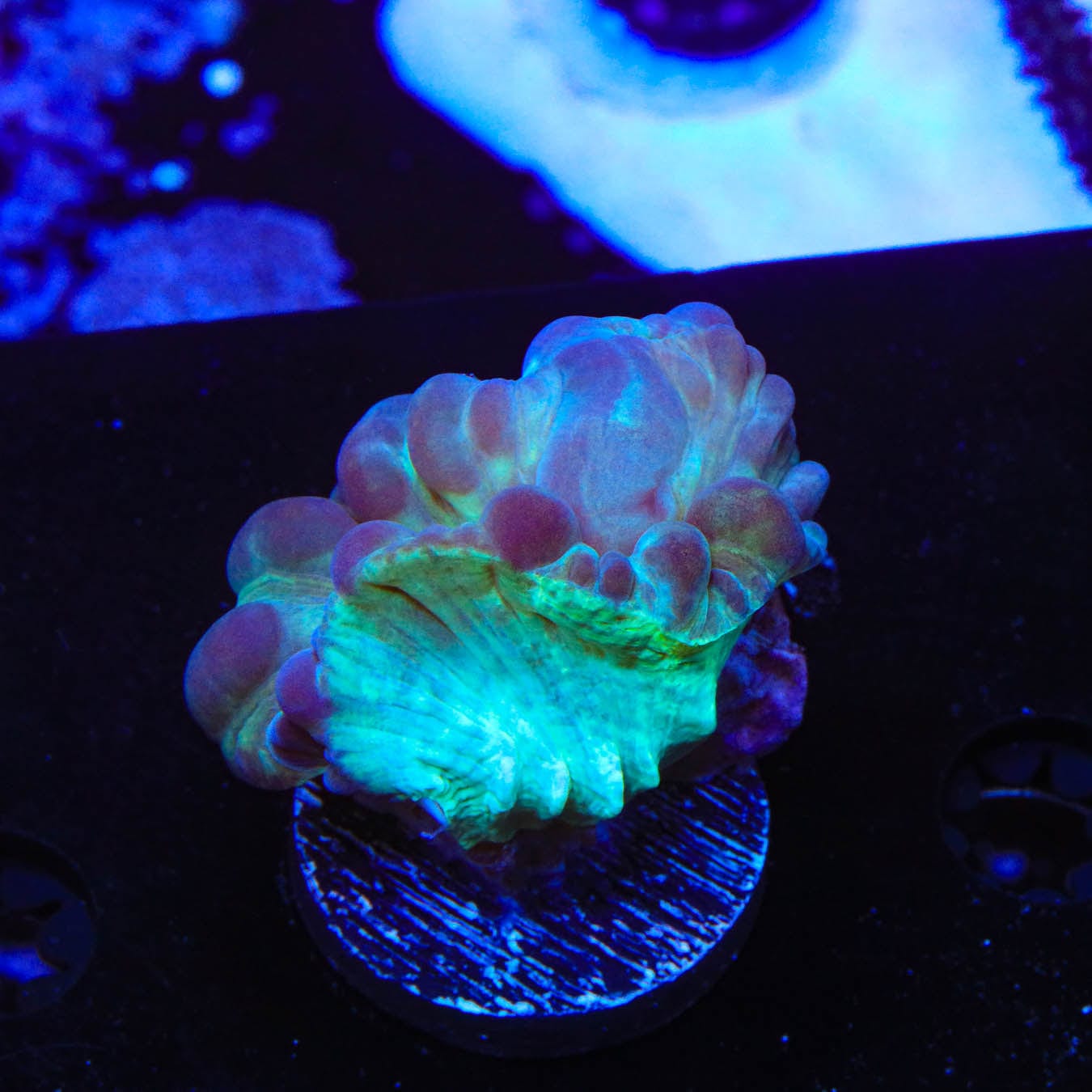 Fox Coral 1019 23 - Premium Artificial Coral for Aquarium Decor, Fish Tank Ornament, Reef Tank Setup | Perfect for Saltwater & Freshwater Aquariums, Home & Office Decoration
