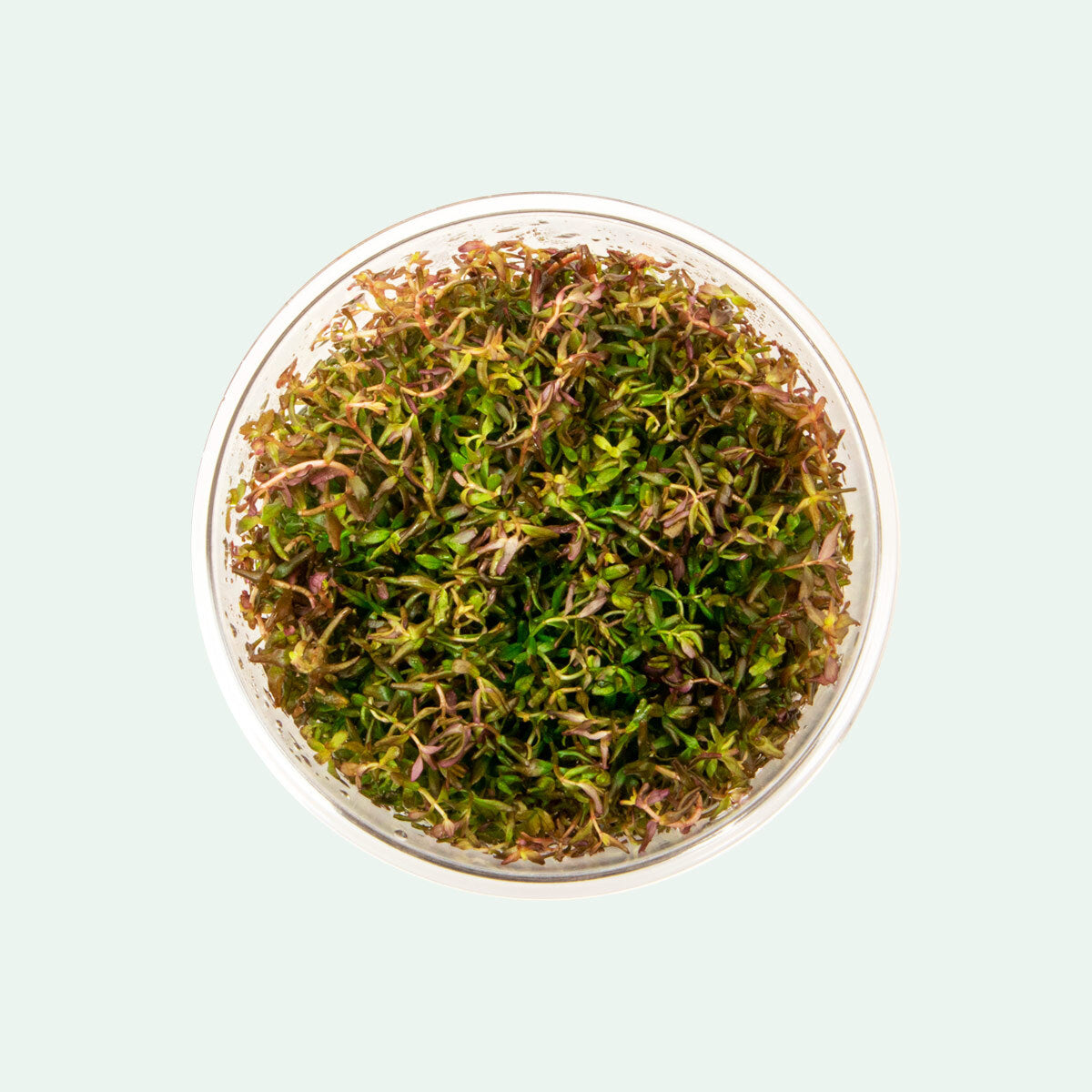 Rotala Macrandra Mini Tissue Culture - Live Aquatic Plant for Freshwater Aquariums | Perfect for Nano Tanks, Aquascaping & Planted Aquariums