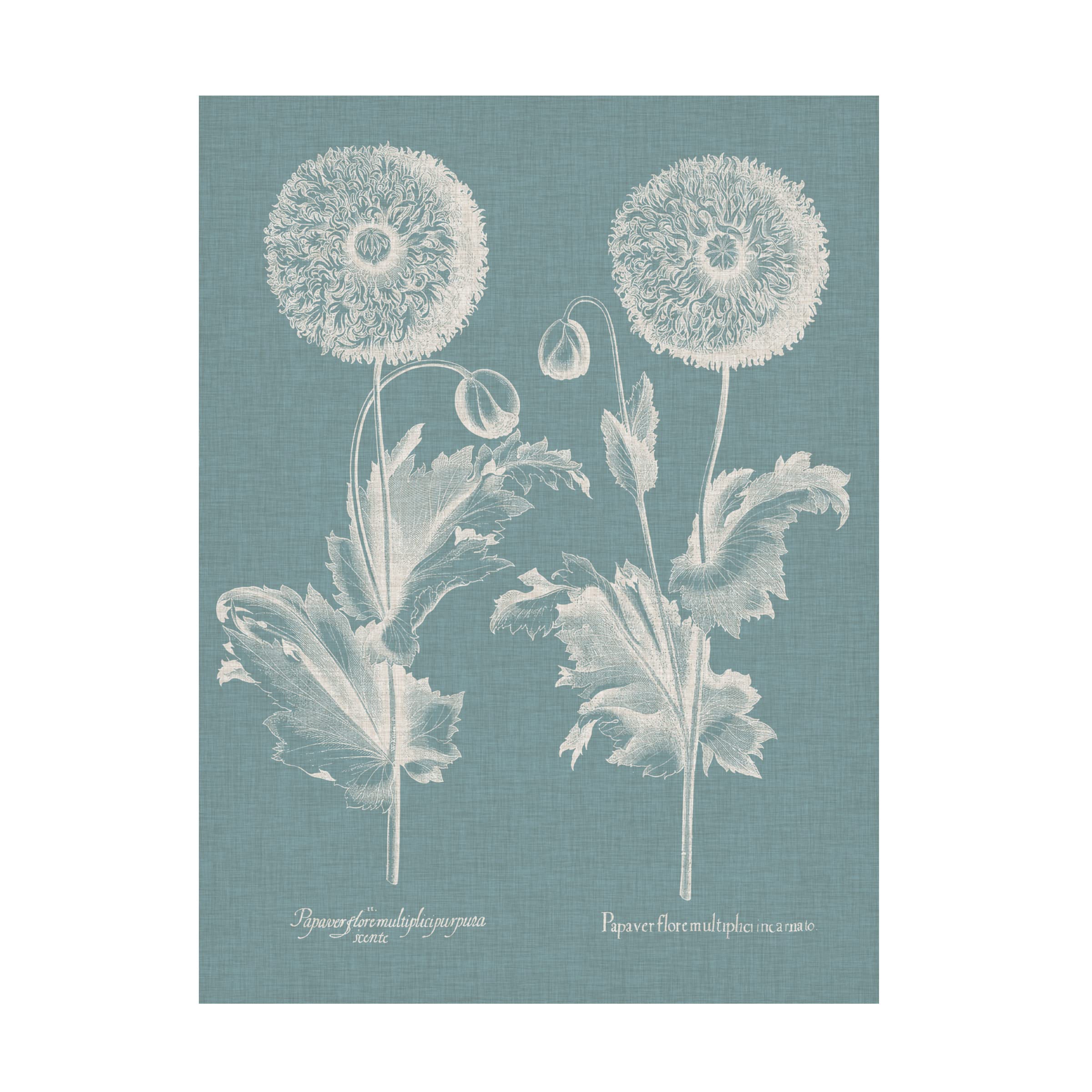 Trademark Fine Art 'Besler Poppies III' Canvas Wall Art Print by Basilius Besler - Vibrant Floral Home Decor for Living Room, Bedroom & Office