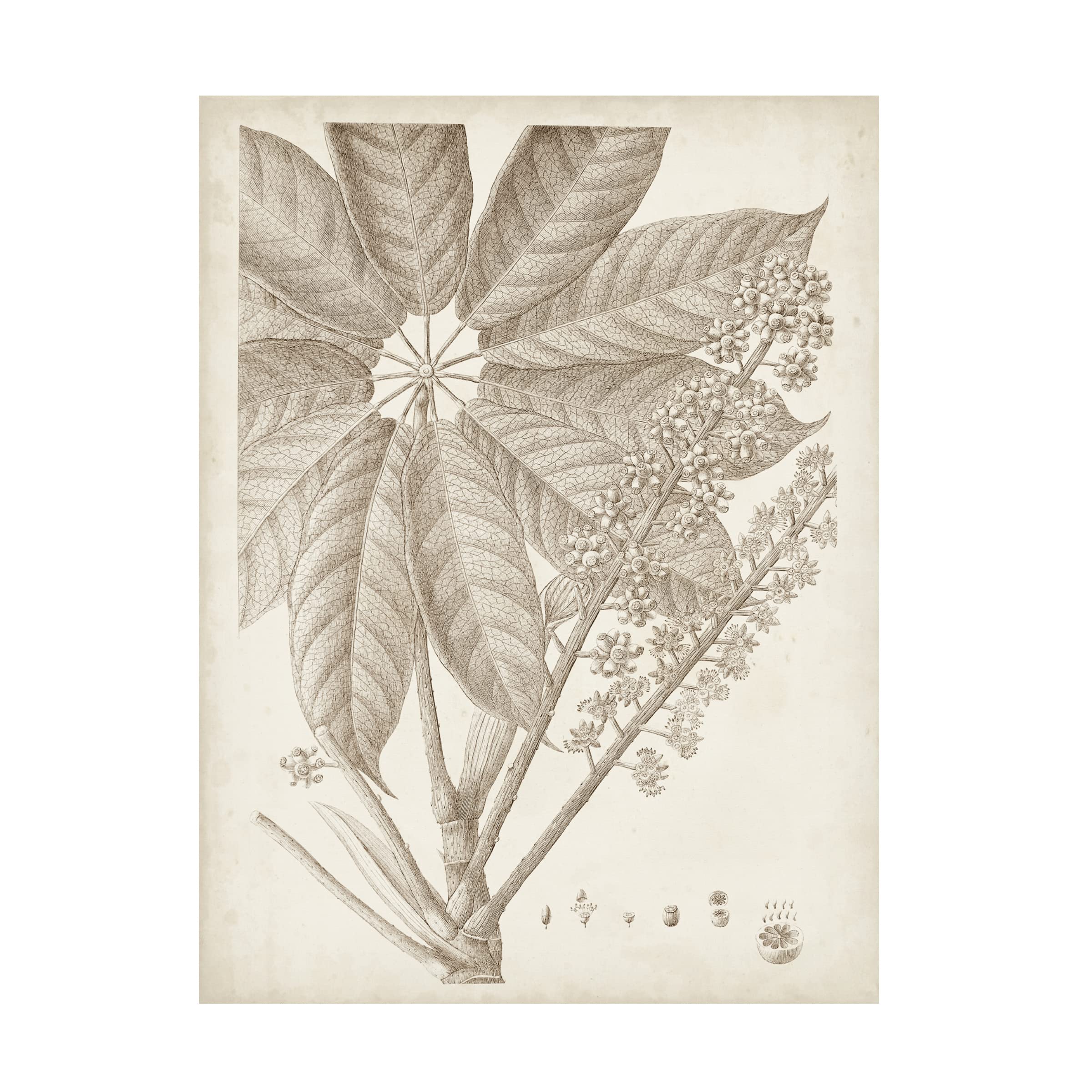 Sepia Exotic Plants V Canvas Wall Art Print by Vision Studio - Botanical Home Decor for Living Room, Bedroom & Office