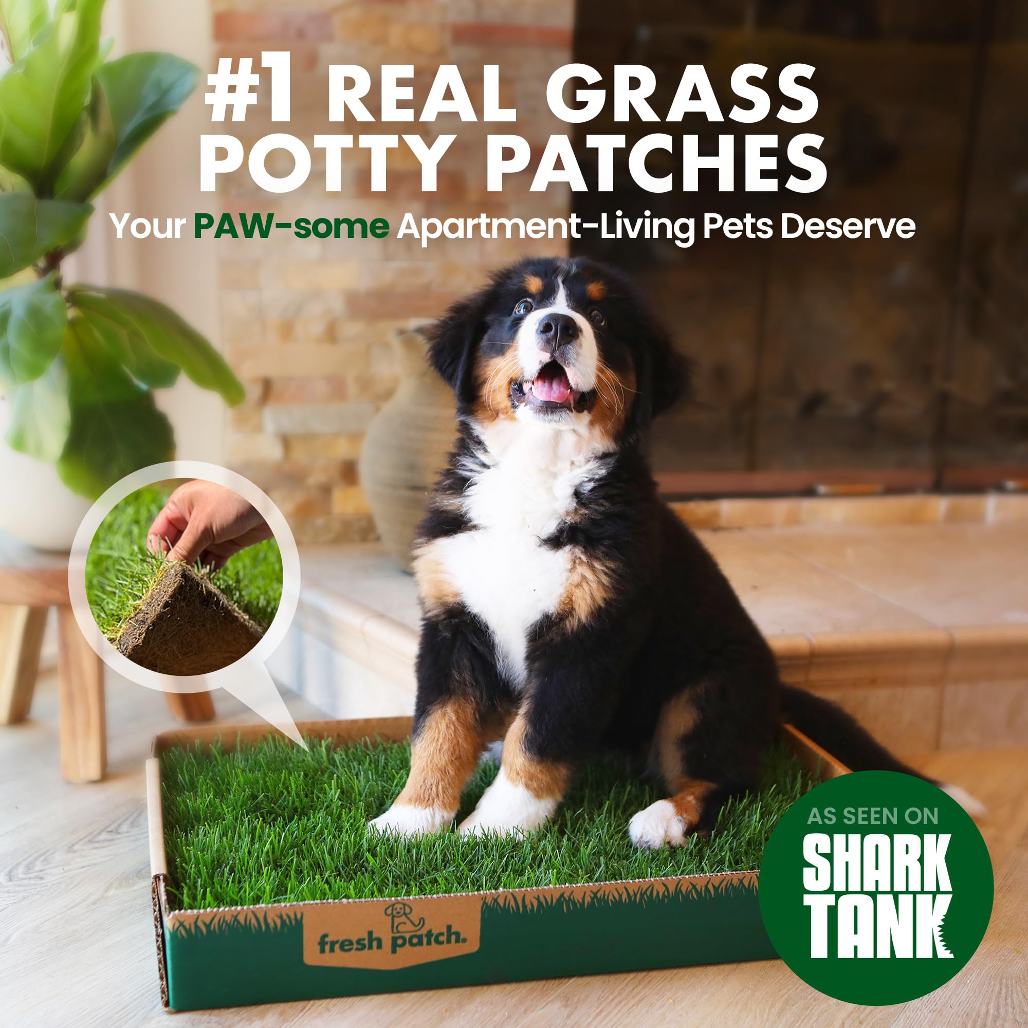 Fresh Patch Real Grass Dog & Cat Potty Training Mat – Extra Large Disposable Indoor/Outdoor Pet Grass Pee Pads with Tray for Pets 30+ lbs (24