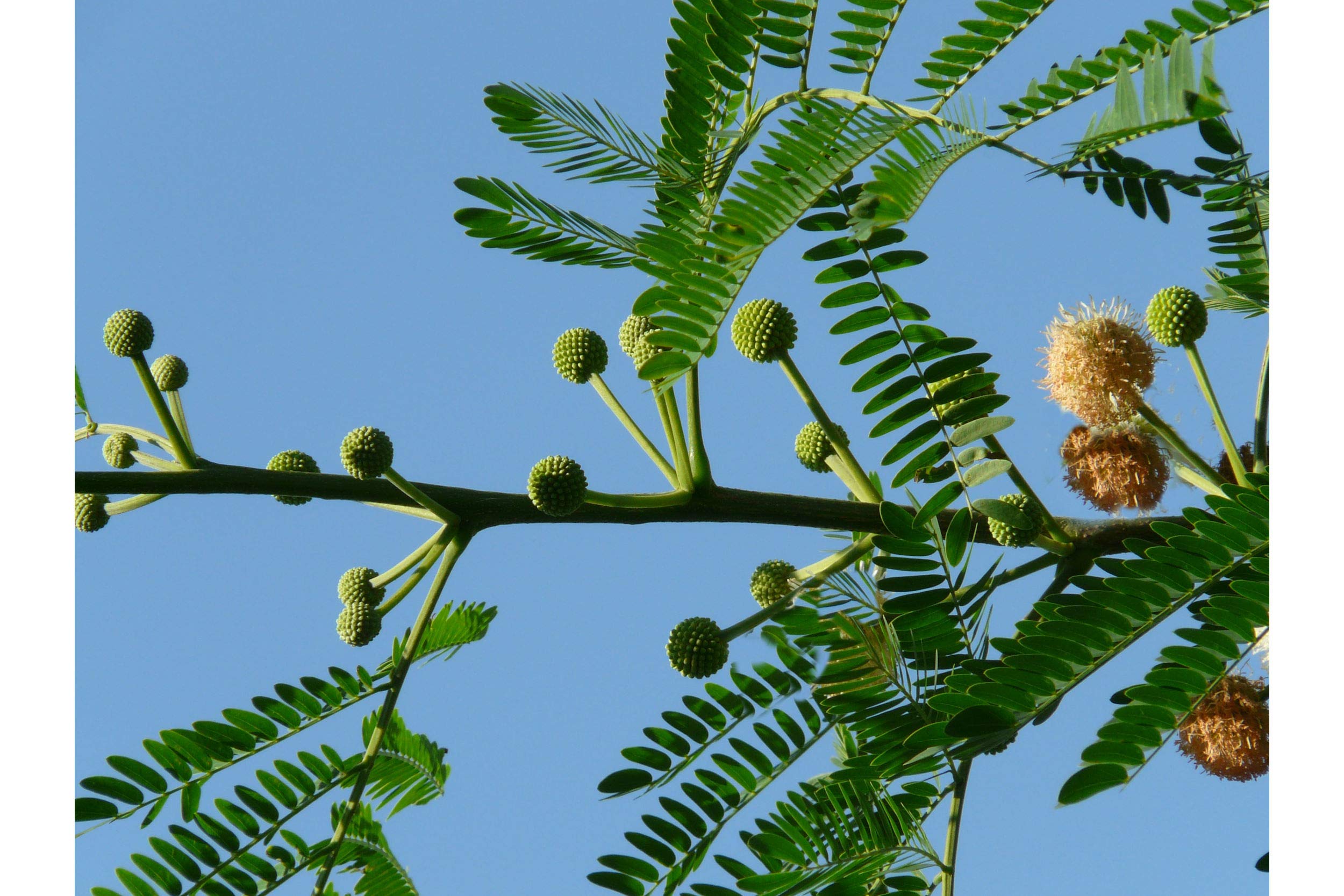 10 Acacia Farnesiana Seeds - Mimosa Sweet Acacia with Bright Yellow Flowers | Drought Tolerant, Aromatic & Dense Foliage | Perfect for Bonsai, Landscaping & Xeriscape Gardens | Indoor/Outdoor Planting