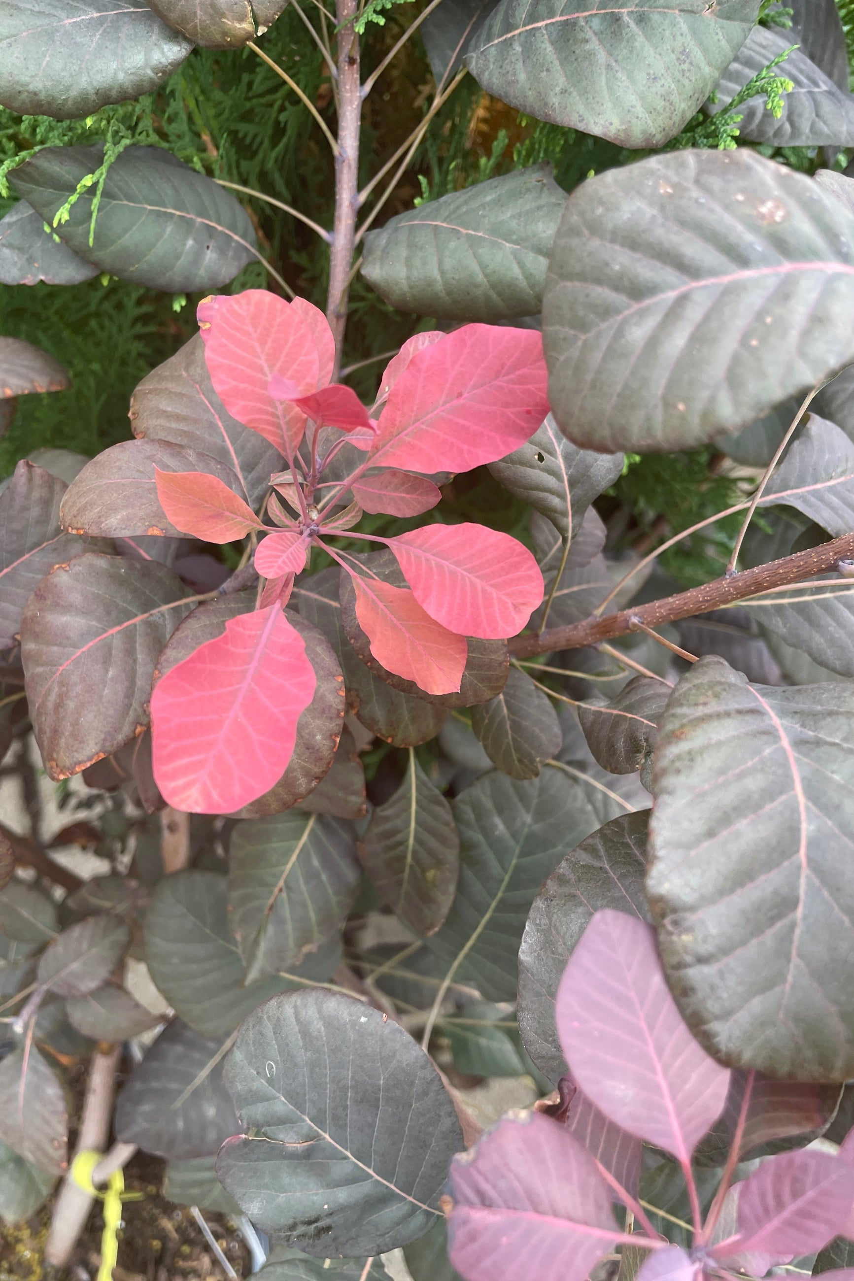 Buy Cotinus coggygria 'Winecraft Black' #3 - Purple Smoke Bush for Landscaping & Garden Decor | Perfect for Borders, Hedges & Outdoor Plantings