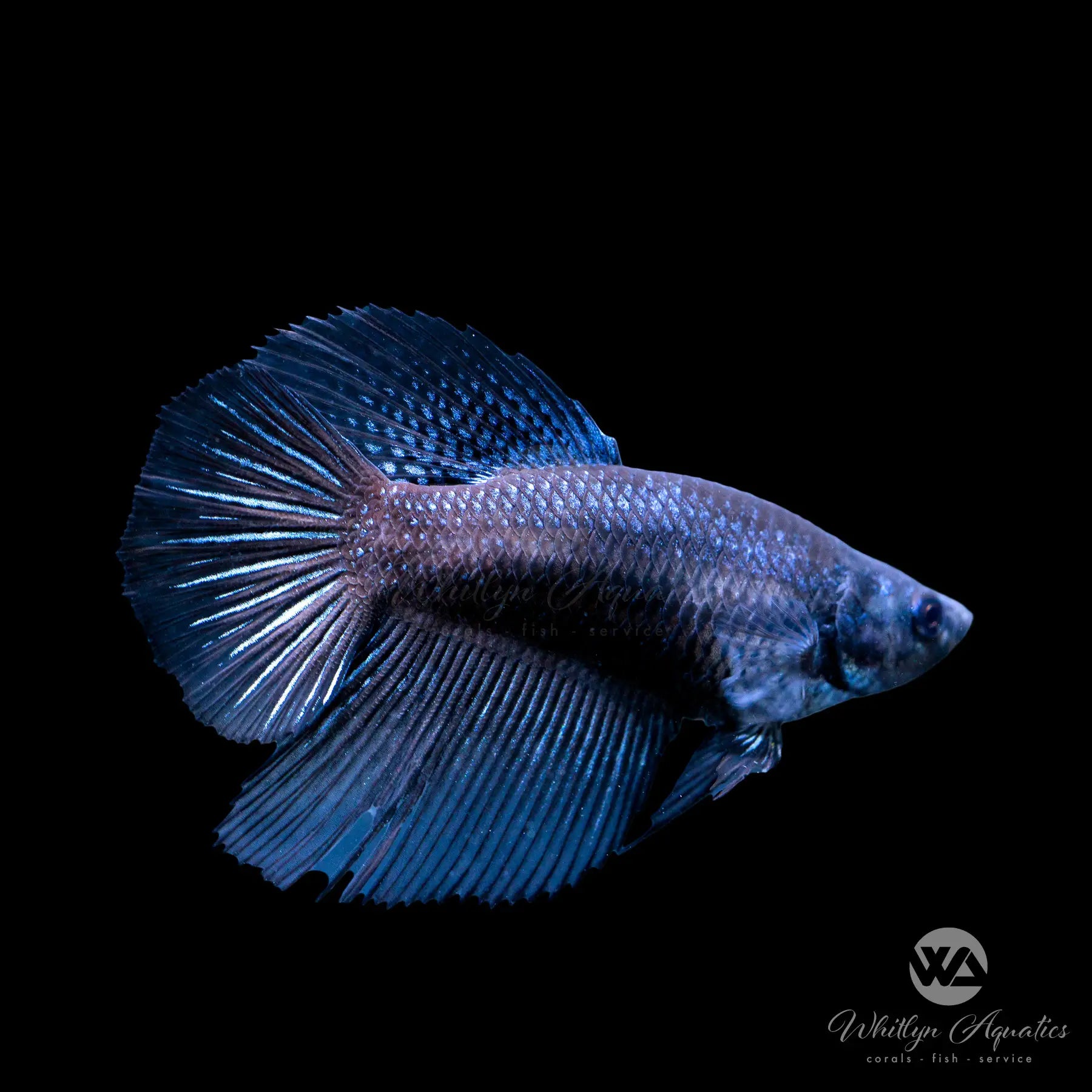Black Samurai Betta Female Fish - Stunning Freshwater Aquarium Pet for Home & Office Decor