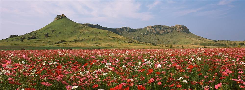 Peel & Stick Wall Mural - Cosmos Flowers in South African Field (36x12 inches) | Self-Adhesive Wallpaper for Bedroom, Living Room & Nursery Decor
