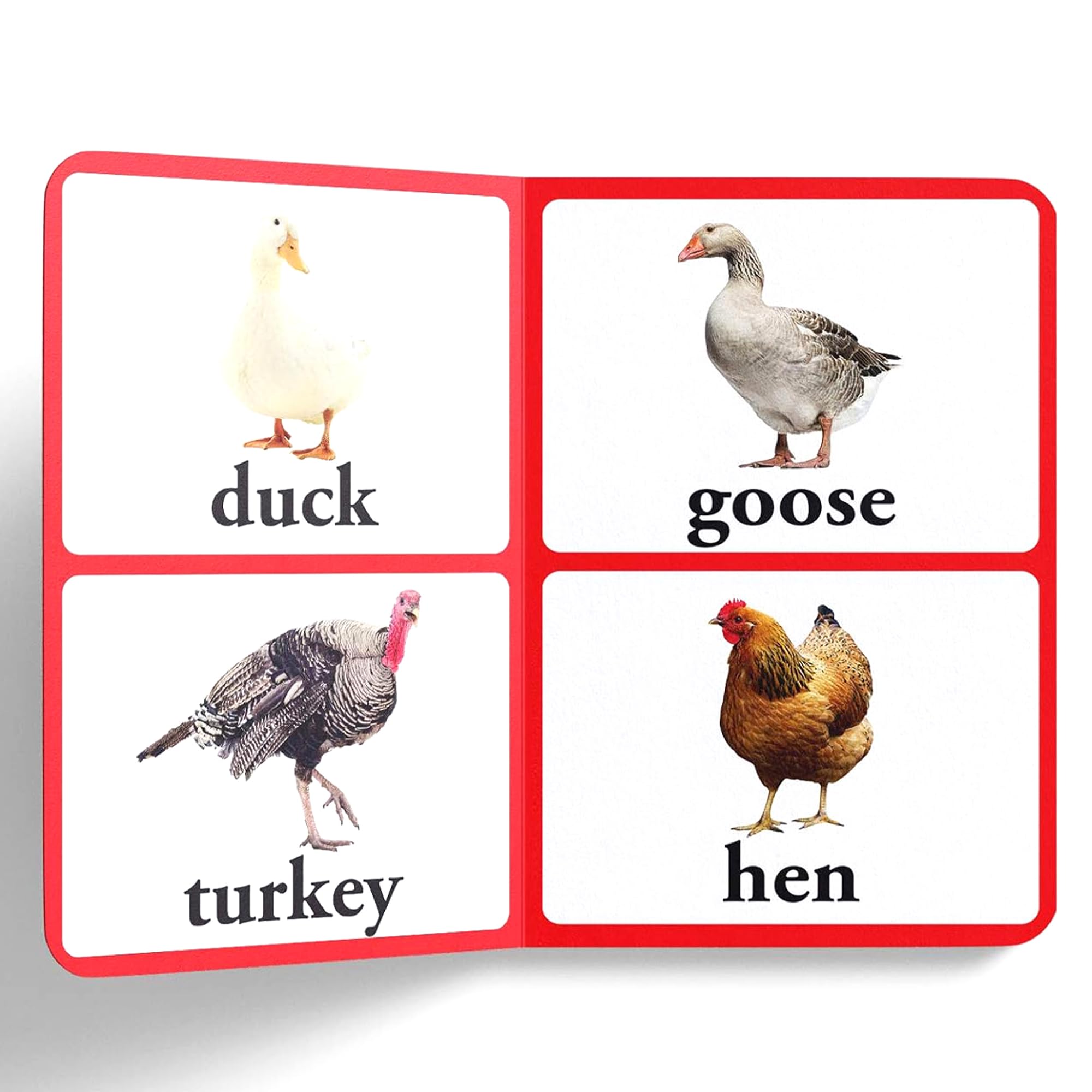 Birds - Big Board Books for Toddlers & Babies | Durable Early Learning Picture Book for Kids | Perfect for Storytime, Gifts & Preschool Education