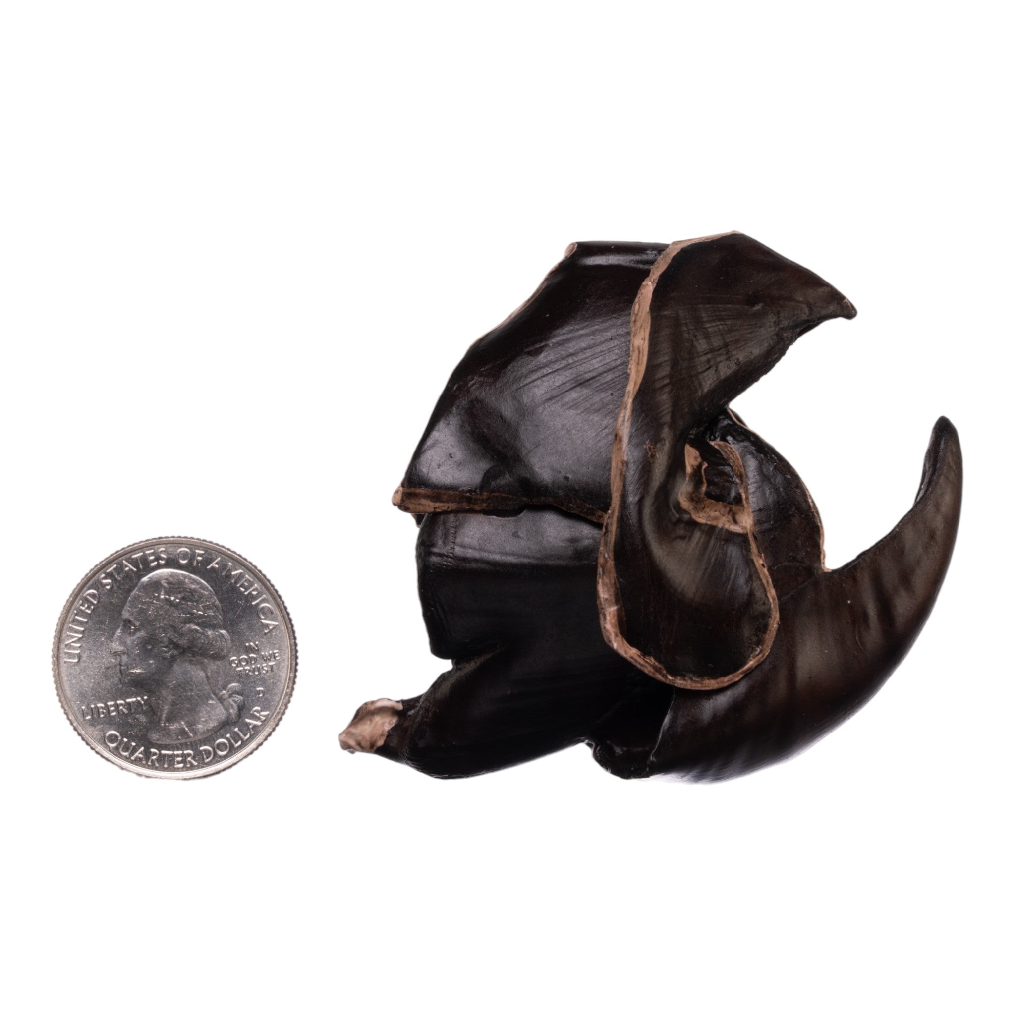 Authentic Giant Squid Beak Replica - High-Quality Marine Biology Specimen for Educational Display, Science Classroom, and Ocean-Themed Decor
