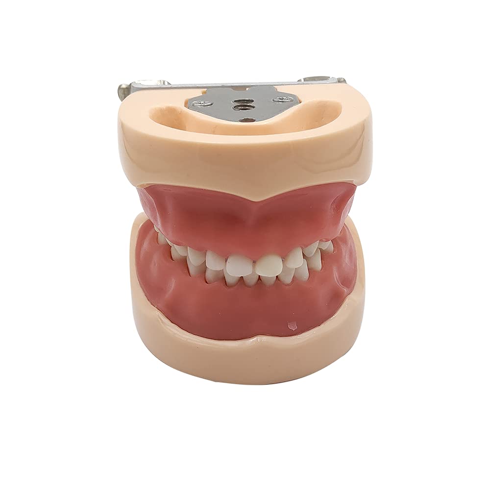 Dental Simulator Manikin Phantom Head with Removable Teeth - Typodont Model for Dental Practice Training & Study (Kids Teeth Model) - Perfect for Dental Students, Professionals & Classroom Education
