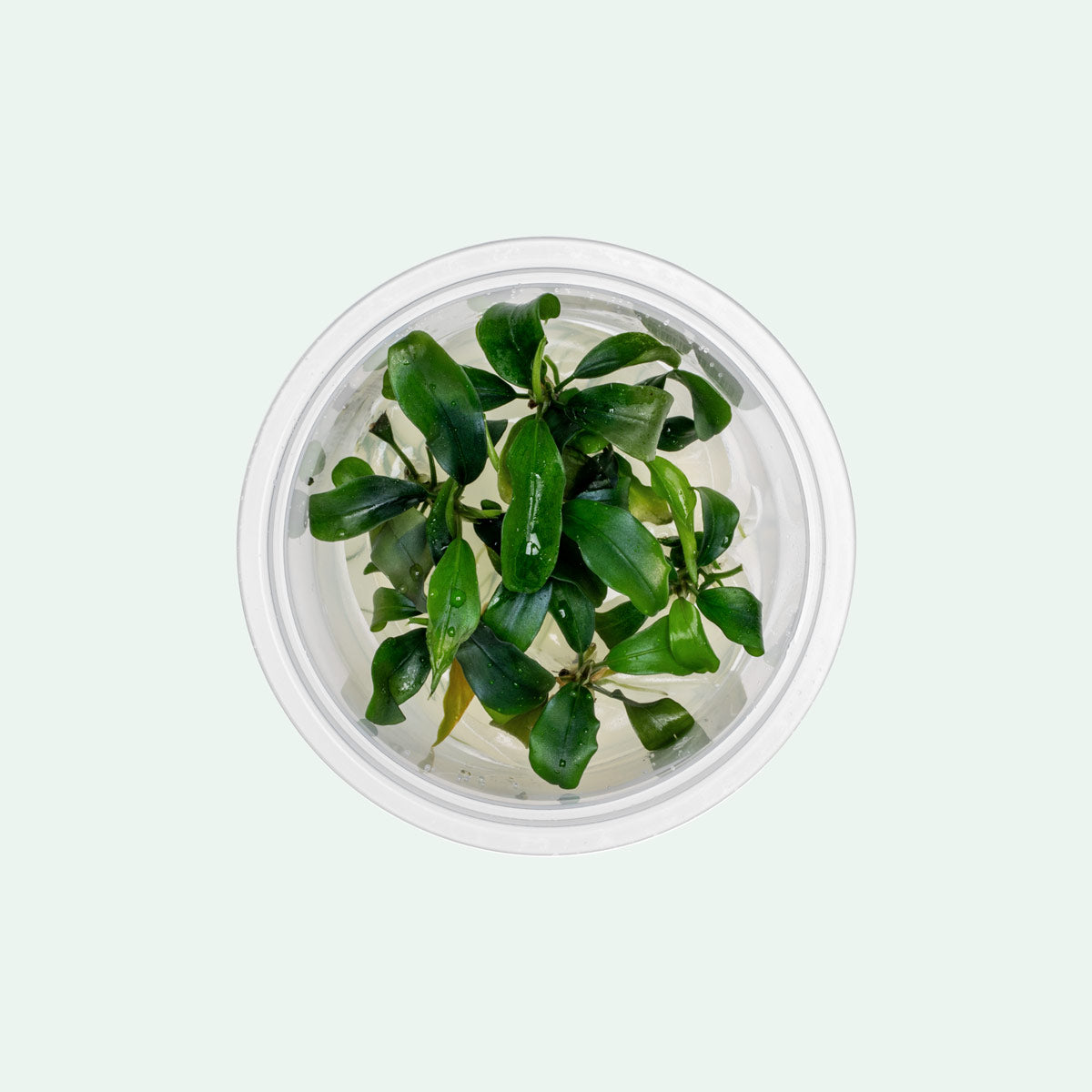 Bucephalandra Green Wavy Live Aquarium Plant - Rare Aquatic Plant for Fish Tank, Aquascaping & Nano Tanks | Perfect for Low-Tech Planted Aquariums & Shrimp Habitats