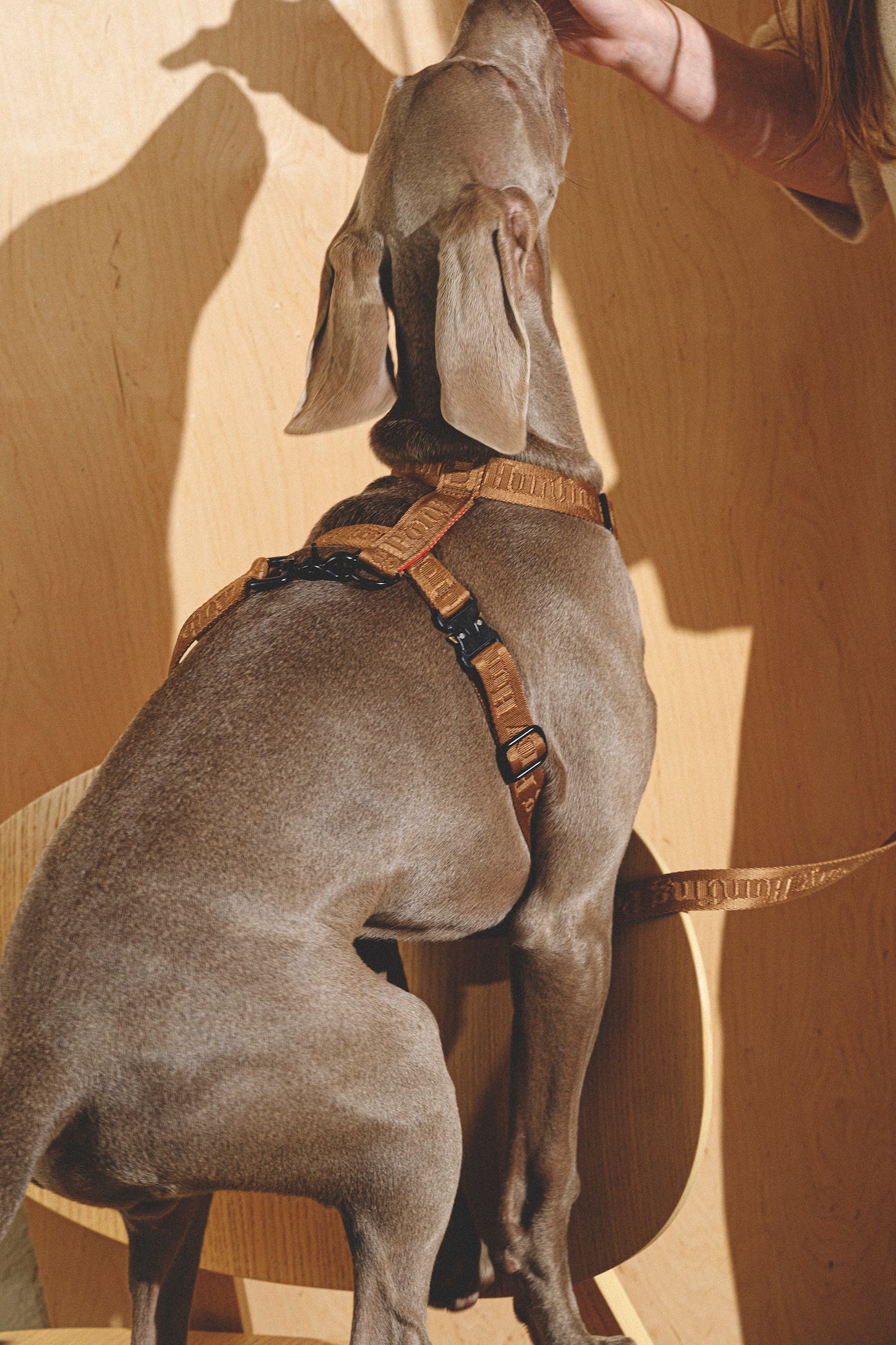 **Comfy Walk Kit for Dogs - Adjustable Harness & Leash Set in Ginger - Perfect for Walking, Training, and Outdoor Adventures**