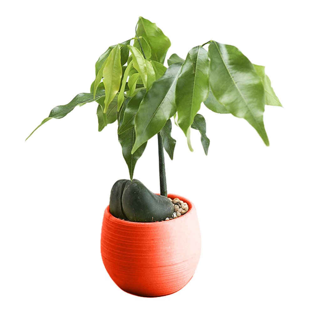 Colorful Mini Round Plastic Flower Pots for Plants - Home & Office Decor Planter - White with Red Accents - Perfect for Succulents, Herbs & Small Indoor Plants