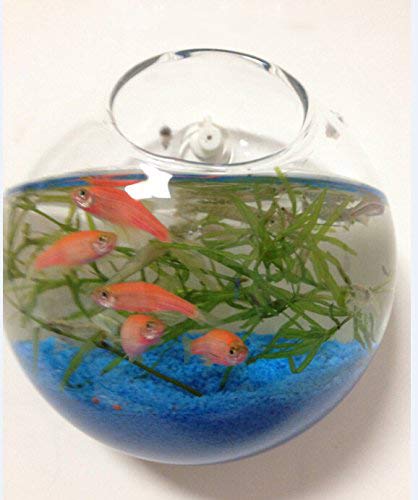 6 Pack Round Glass Wall Hanging Planters - Air Plant Terrariums & Flower Vase for Indoor/Outdoor Decor - Perfect for Succulents, Herbs & Home Garden Display