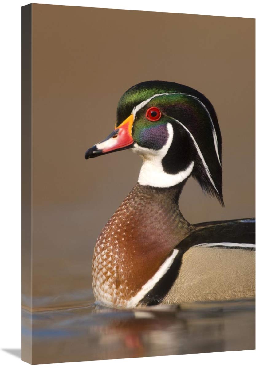 20 x 30 Inch Wood Duck Male in Breeding Plumage Art Print - Michigan Lapeer State Game Area Wildlife Photography by Steve Gettle - Perfect for Home Decor, Office Wall Art & Nature Lover Gifts