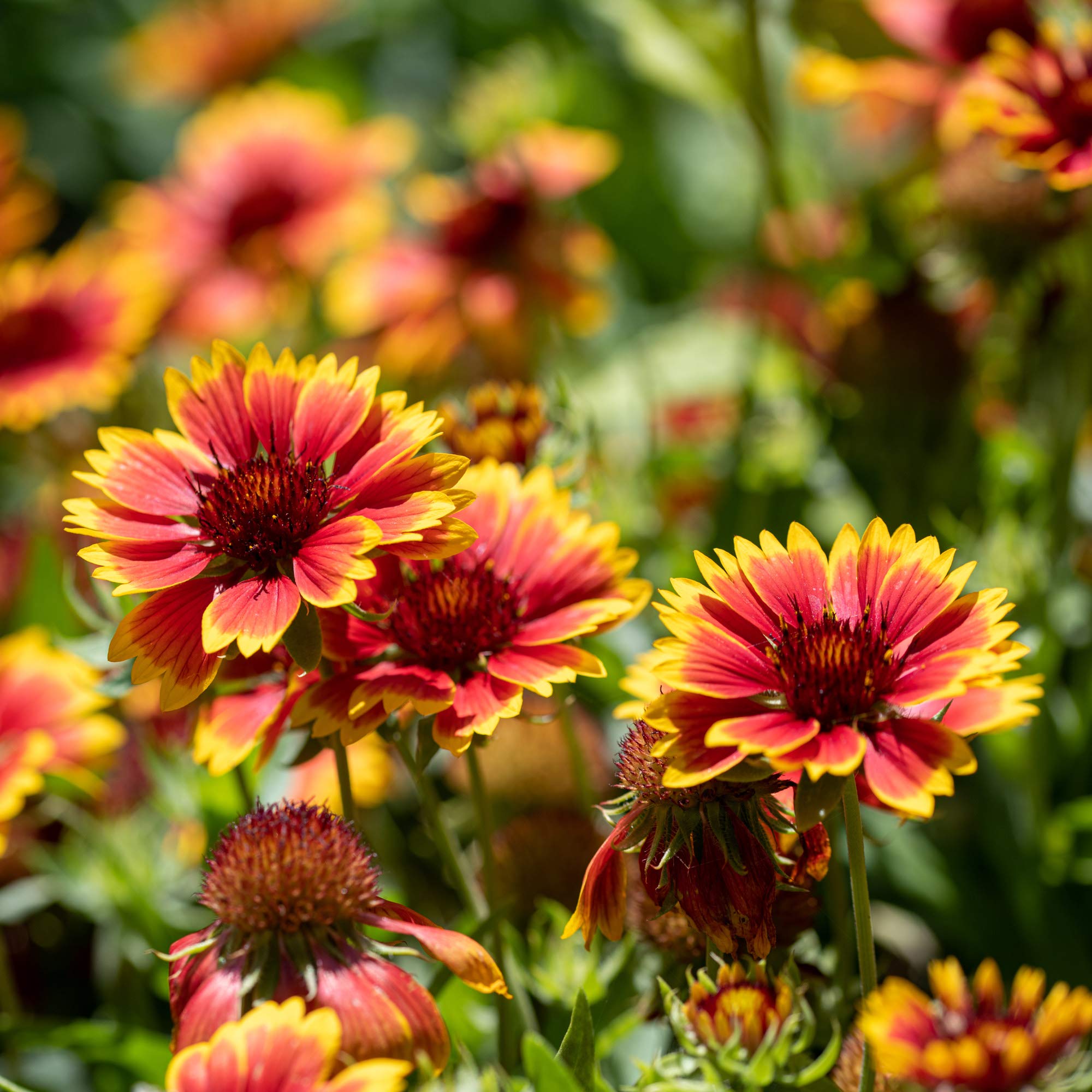 Outsidepride 1/4 lb. Perennial Gaillardia Pulchella Red Indian Blanket Wildflower Seeds for Planting - Drought Tolerant Flower Seeds for Gardens, Landscaping & Pollinator-Friendly Yards