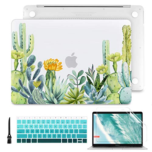 Cactus & Succulent plants
