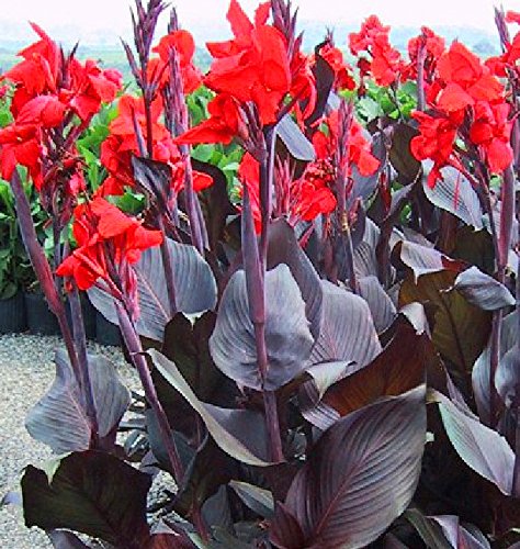5 Red King Humbert Canna Lily Bulbs - Vibrant Red Flowering Perennial Rhizomes for Garden Landscaping, Borders & Container Planting