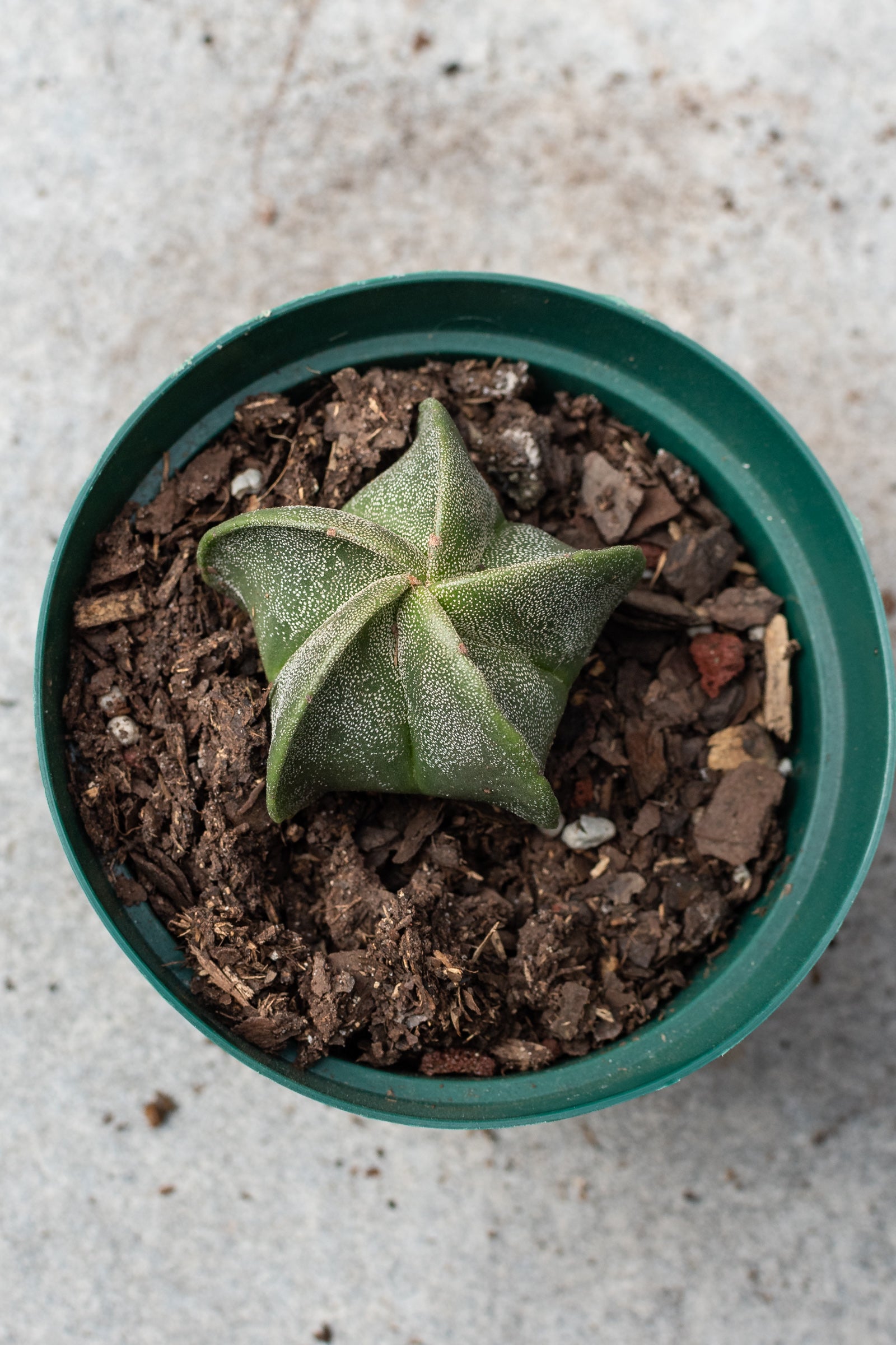 Bishop's Cap Cactus (Astrophytum myriostigma) - 4 Inch Live Plant for Home & Office Decor | Rare Succulent for Desert Gardens, Terrariums, and Windowsill Displays
