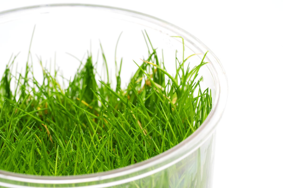 Eleocharis Parvula Mini Dwarf Hairgrass - Live Aquarium Plant for Freshwater Fish Tanks - Perfect for Carpeting, Aquascaping & Nano Tanks