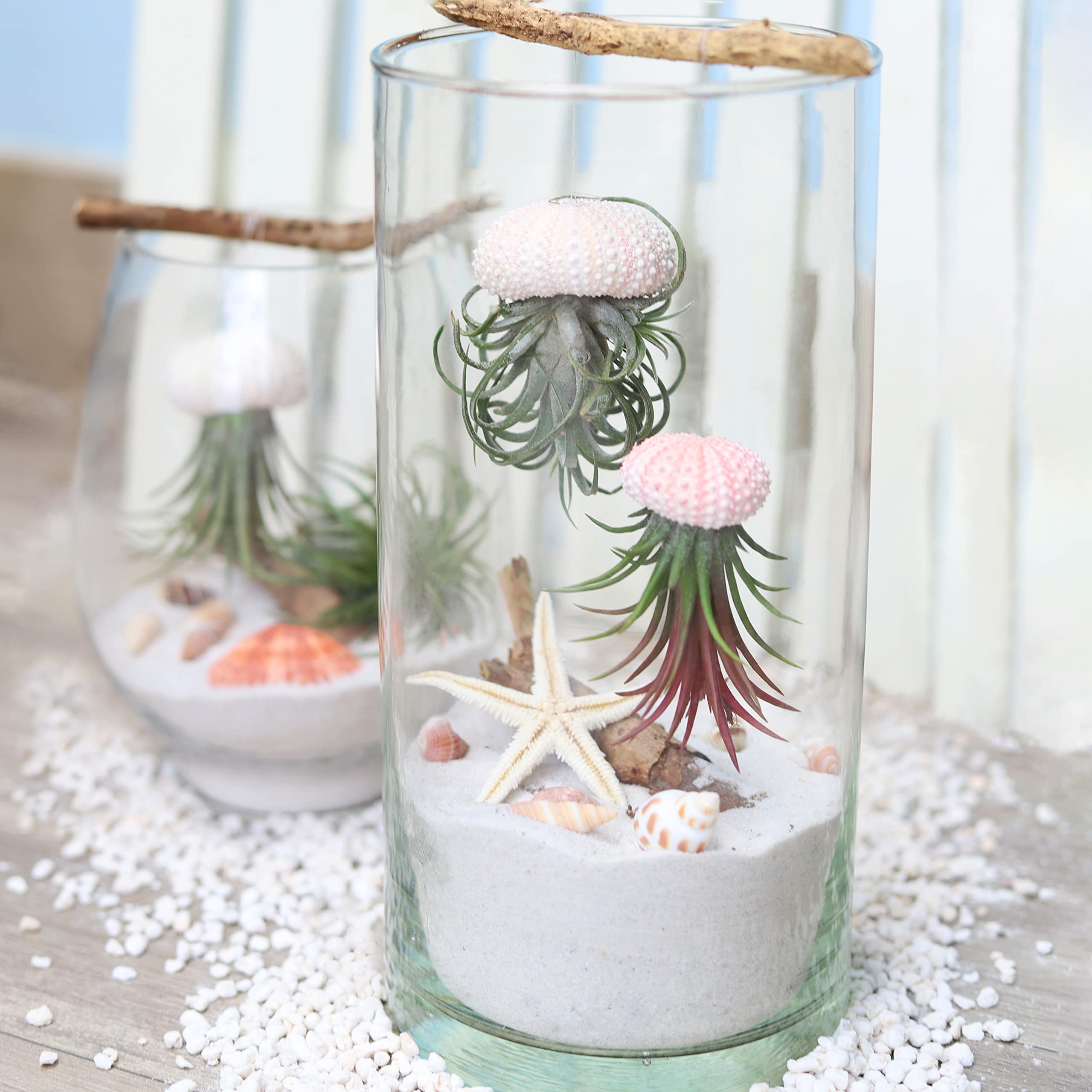 Tillandsia Ionantha Rubra Air Plant 3