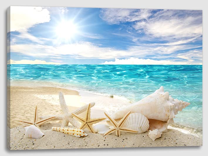 Beach Sea Shells