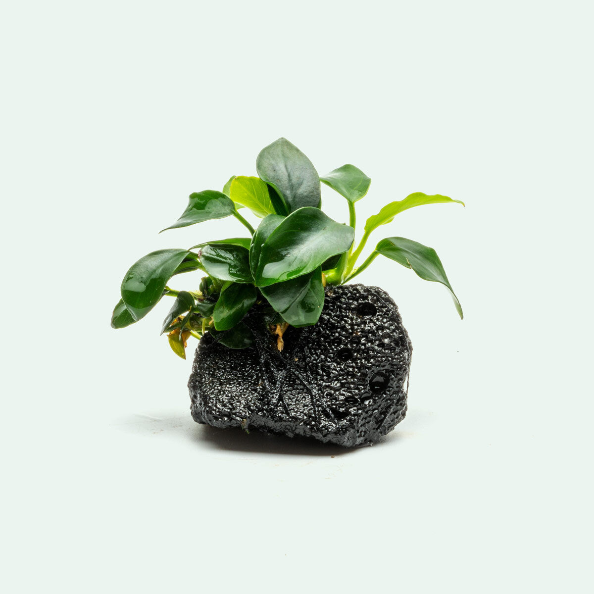 Anubias Nana Petite on Lava Stone - Live Aquarium Plant for Fish Tank Decor | Perfect for Nano Tanks, Aquascaping & Low-Tech Aquariums