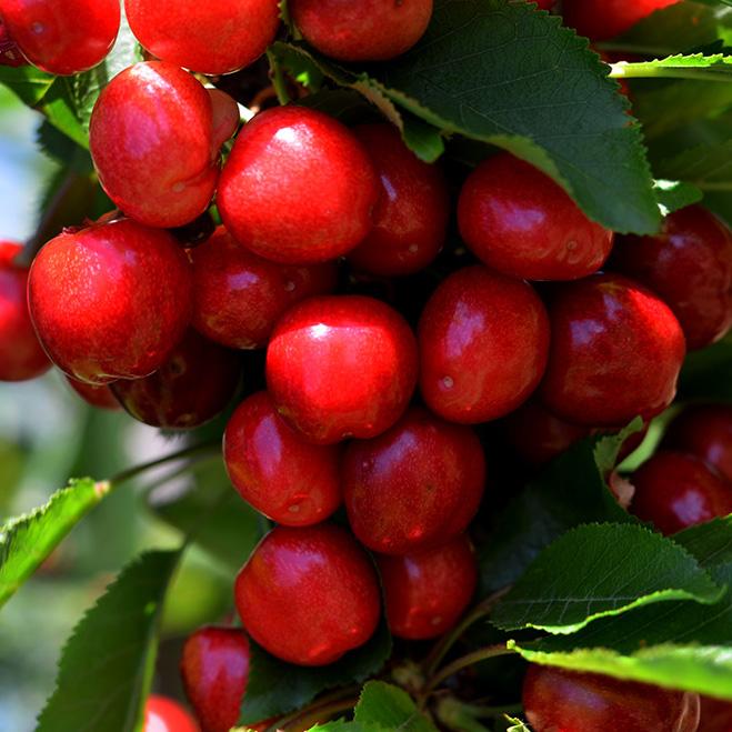 Organic Royal Tioga Cherries - Fresh Sweet Premium Dried Fruit | Pre-Order Now for Spring 2025 Delivery | Perfect for Snacking, Baking & Healthy Gifts