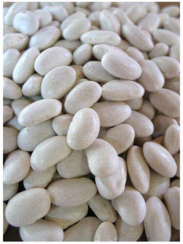 Organic Great Northern Bean Seeds - Non-GMO, 250+ Count for Home Gardening, Planting & Cooking - Perfect for Soups, Stews & Healthy Recipes