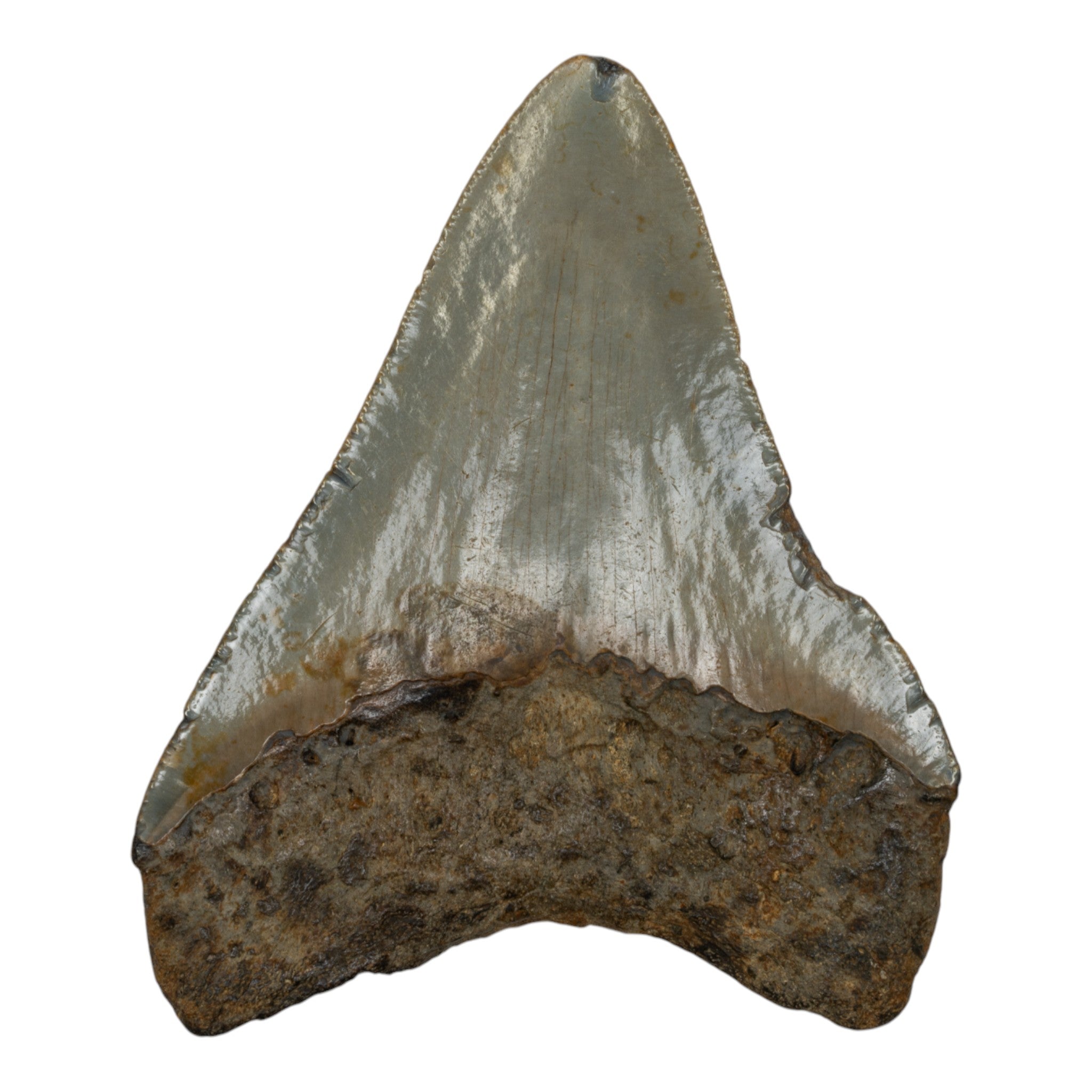 Genuine Megalodon Shark Tooth Fossil - Authentic Collector's Specimen for Display, Education & Paleontology Enthusiasts | Perfect for Home Decor, Classroom & Gift Giving