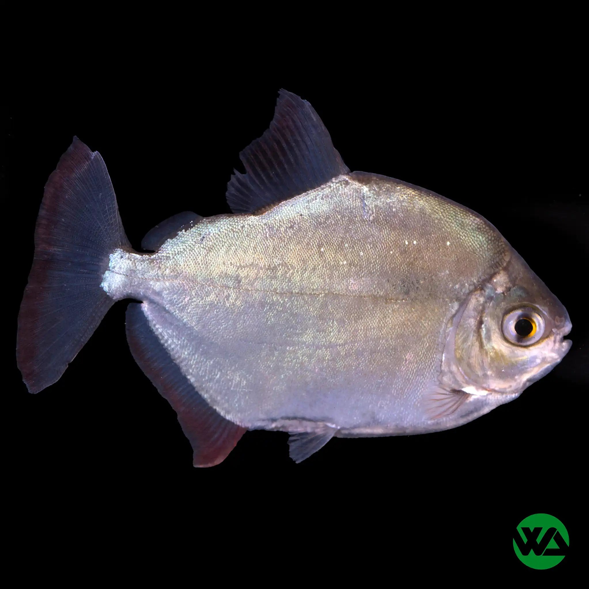 Buy Silver Dollar Fish (Myloplus rubripinnis) - Live Tropical Aquarium Fish for Freshwater Tanks | Perfect for Community Aquariums & Aquatic Displays