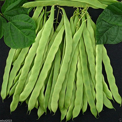 Organic Heirloom Kentucky Wonder 125 Bush Bean Seeds - Non-GMO, Fast Growing (40-45 Days) for Home Garden, Canning & Fresh Eating - Perfect for Vegetable Gardens, Urban Farming & Sustainable Agriculture