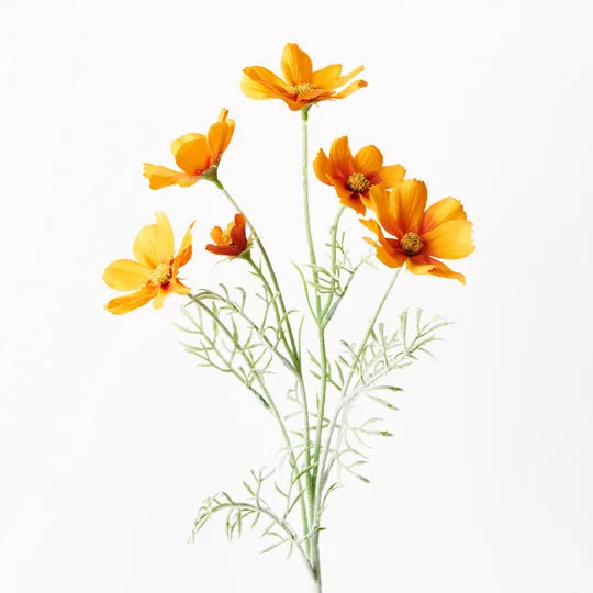 Cosmos Orange - Fresh & Juicy Oranges for Healthy Snacks, Juicing & Cooking | Perfect for Smoothies, Salads & Desserts