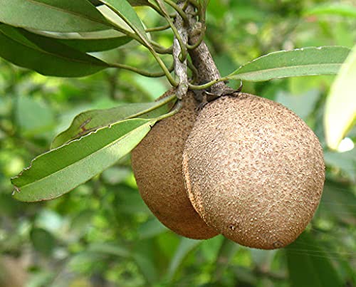 20pcs Sapodilla Fruit Seeds - Tropical Fruit Tree Seeds for Home Garden Planting - Grow Your Own Exotic Sapodilla Tree - Perfect for Backyard Orchards, Organic Gardening & Fresh Fruit Lovers