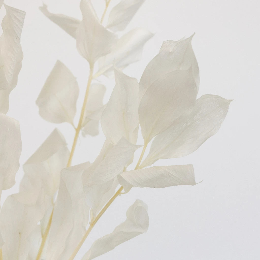 Premium Bleached Dried Ruscus Greenery - Natural Wedding Bouquet Filler, Home Decor & Floral Arrangements for Rustic, Boho and Farmhouse Style