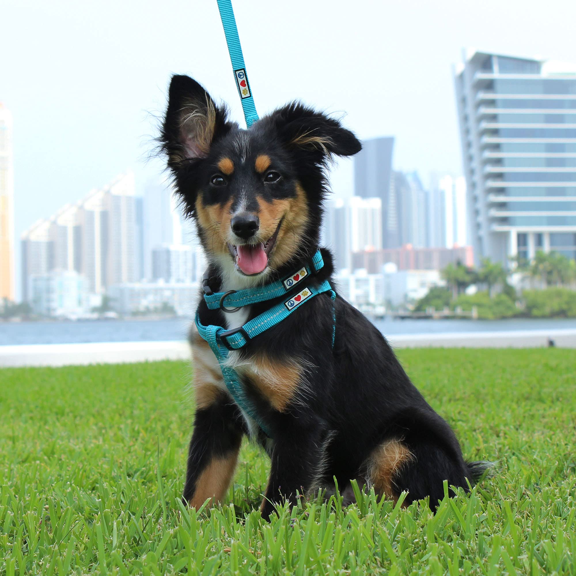 Eco-Friendly Recycled Dog Collar with Reflective Stitching - Made from Ocean Plastic Bottles - Small Black Pet Collar for Puppies & Small Dogs | Perfect for Night Walks & Outdoor Adventures