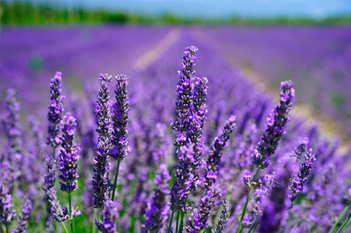 1OZ Lavender de Provence Essential Oil 40/42 - Pure Aromatherapy Oil for Relaxation, Sleep & Stress Relief - Perfect for Diffusers, Massage & DIY Skincare