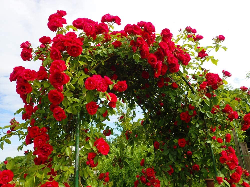 100 Climbing Rose Vine Seeds - Fast Growing Perennial Flower Seeds for Trellis, Fence & Wall - Beautiful Fragrant Roses for Garden, Landscaping & Outdoor Decor