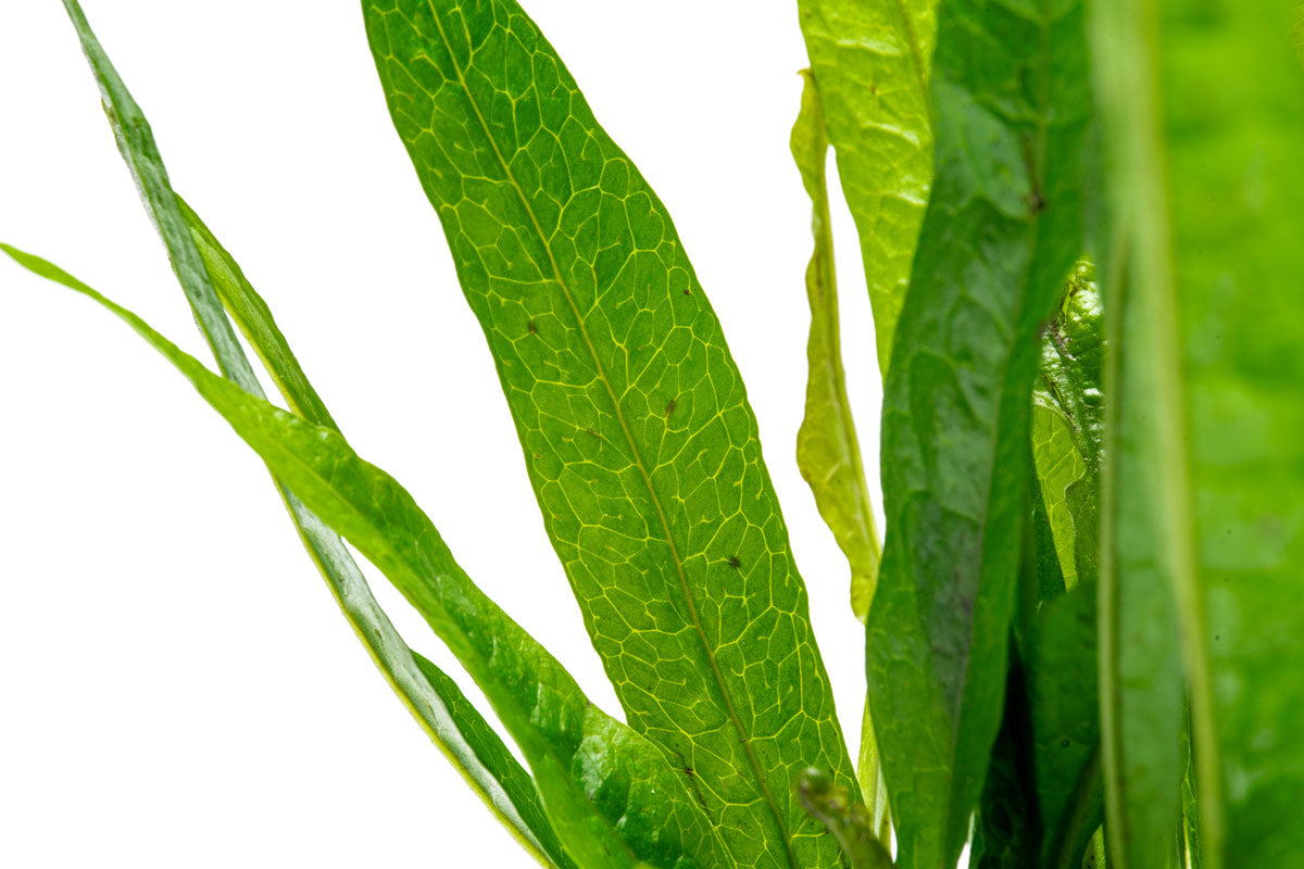 Microsorum Pteropus Black Forest Aquatic Plant - Live Java Fern for Freshwater Aquariums, Fish Tanks & Aquascaping