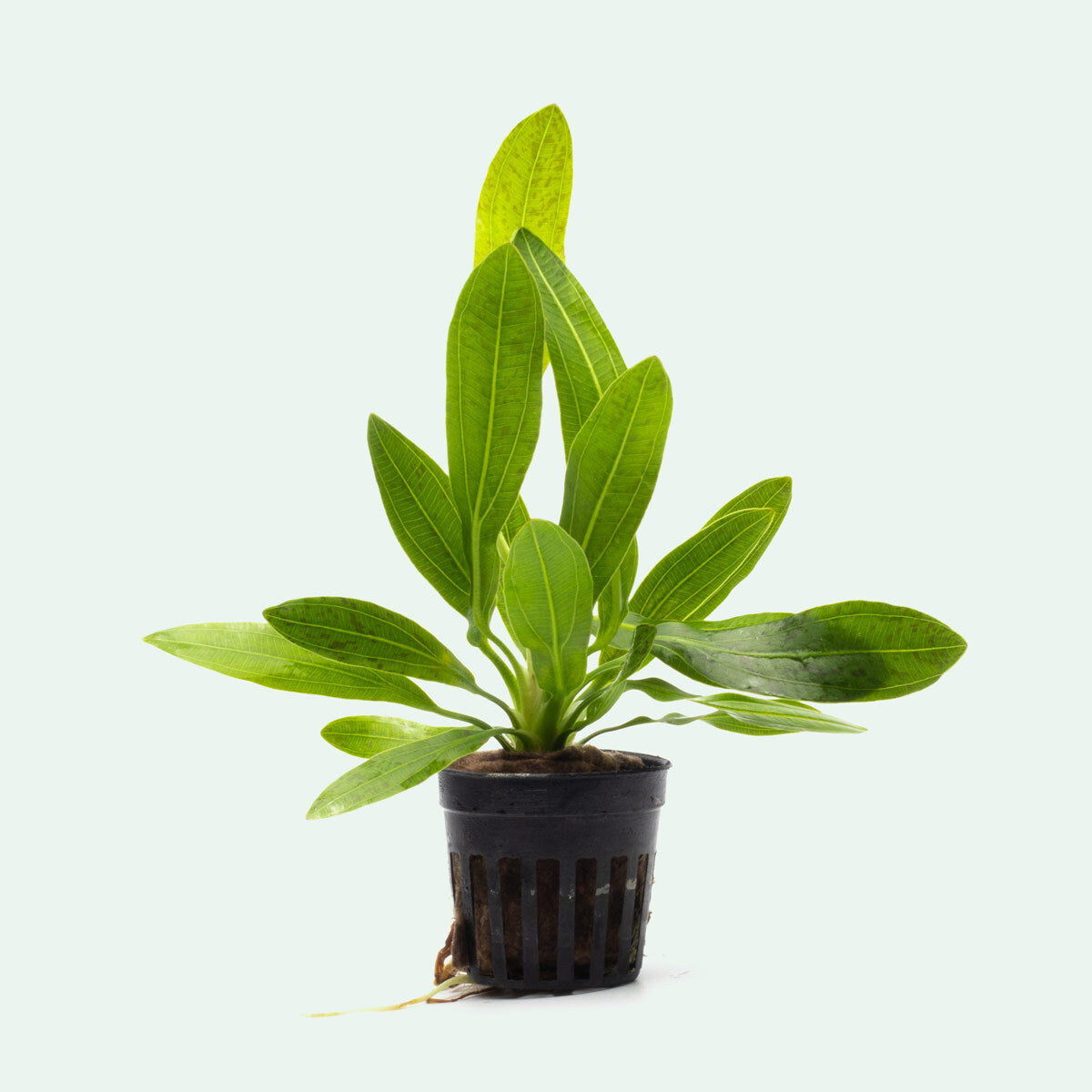 Echinodorus Uruguayensis Aquatic Plant for Freshwater Aquariums | Live Aquarium Plants for Fish Tanks | Perfect for Aquascaping & Natural Habitat Setup