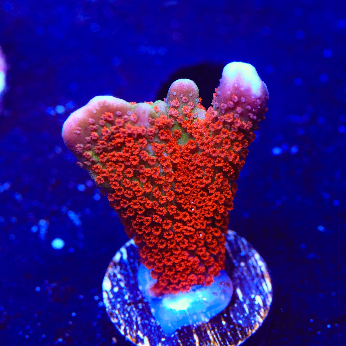Premium Forest Fire Digitata Montipora Coral for Saltwater Aquariums - Vibrant Red & Orange SPS Coral for Reef Tanks, Coral Frags, and Marine Aquascaping