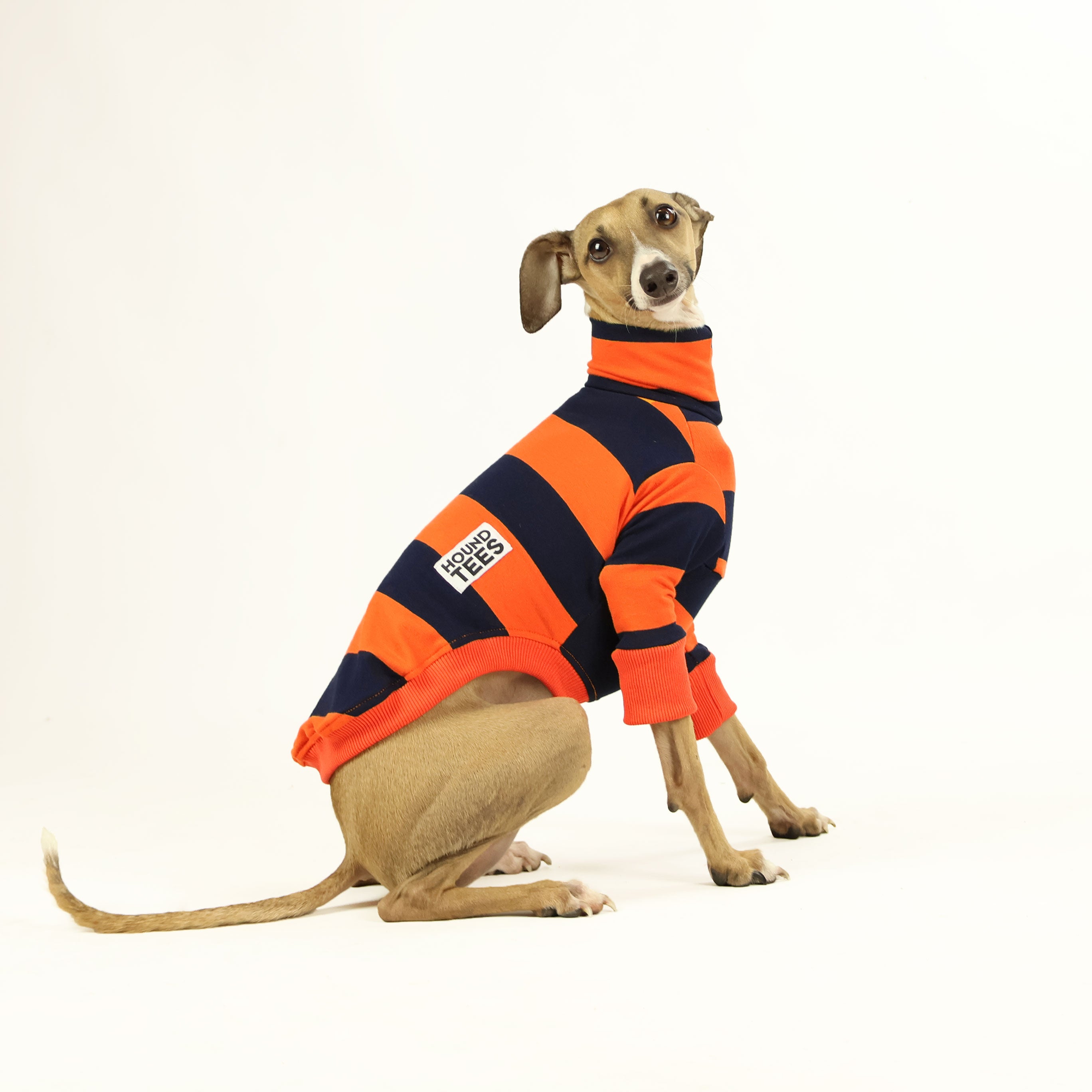 Italian Greyhound Jack O' Lantern Long Sleeve Sweater - Halloween Dog Lover Gift, Fall Fashion Pet Apparel for Small Dogs, Cozy Autumn Outfit for Pumpkin Patch Visits & Photo Shoots