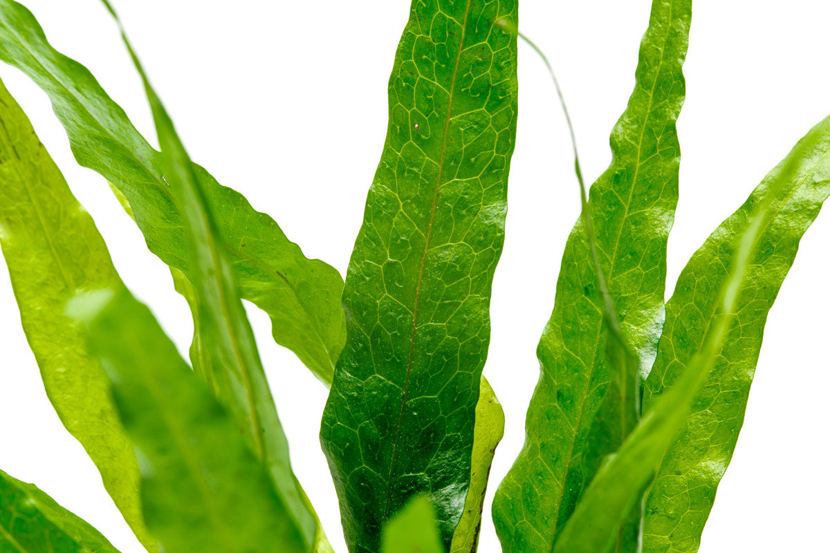 Narrow Leaf Java Fern (Microsorum Pteropus) - Live Aquarium Plant for Freshwater Fish Tanks, Low Light & Easy Care Aquatic Plant for Beginners