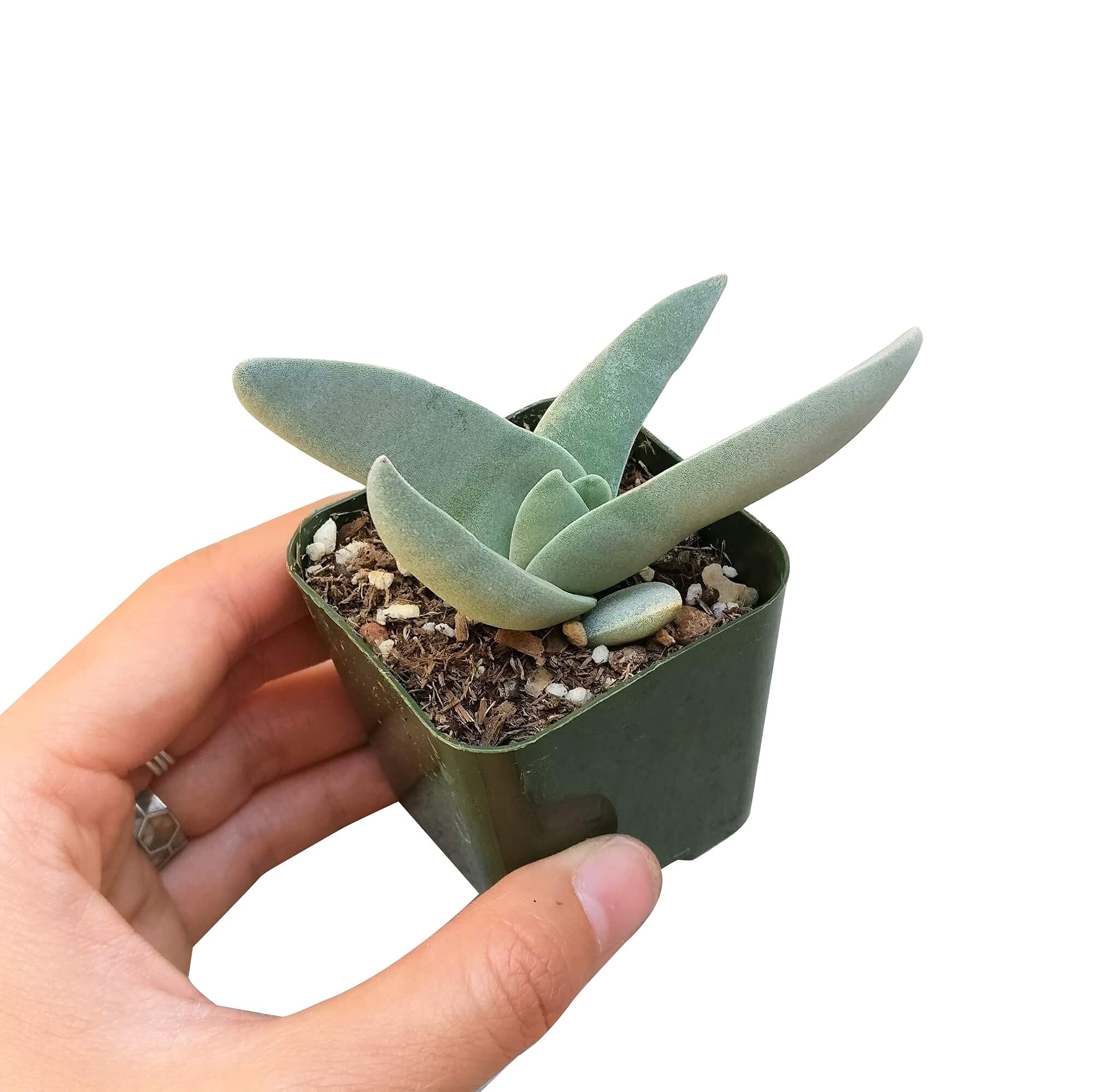 Crassula Falcata Propeller Plant - Live Succulent in 2/4/6 Inch Clay Pot | Easy to Grow Indoor Houseplant | Fully Rooted Air Purifying Plant for Home, Office & Desk Decor